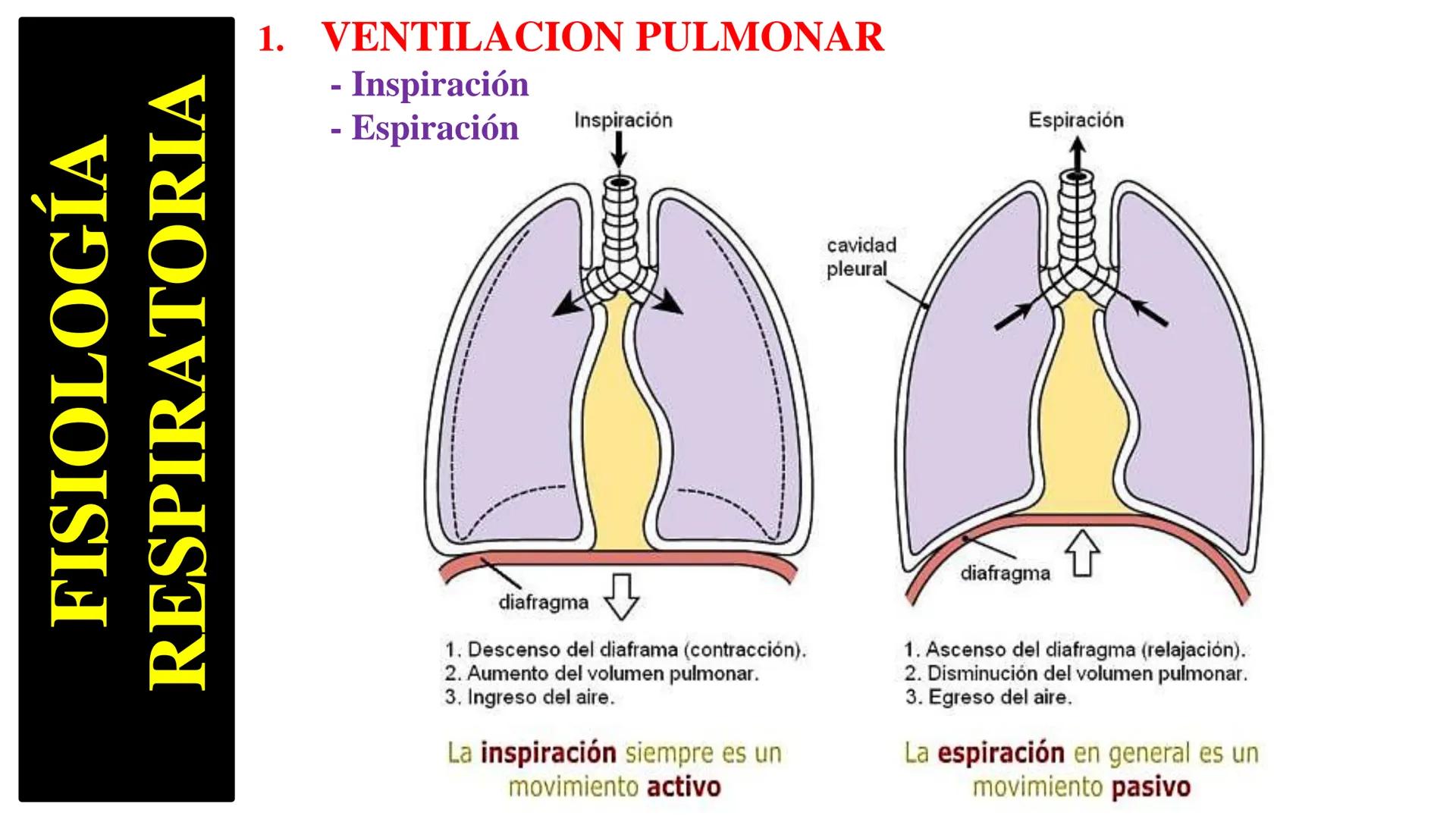 APARATO RESPIRATORIO
Conjunto de órganos y estructuras
que permiten la captación
de
oxígeno del aire y la eliminación de
dióxido de carbono.