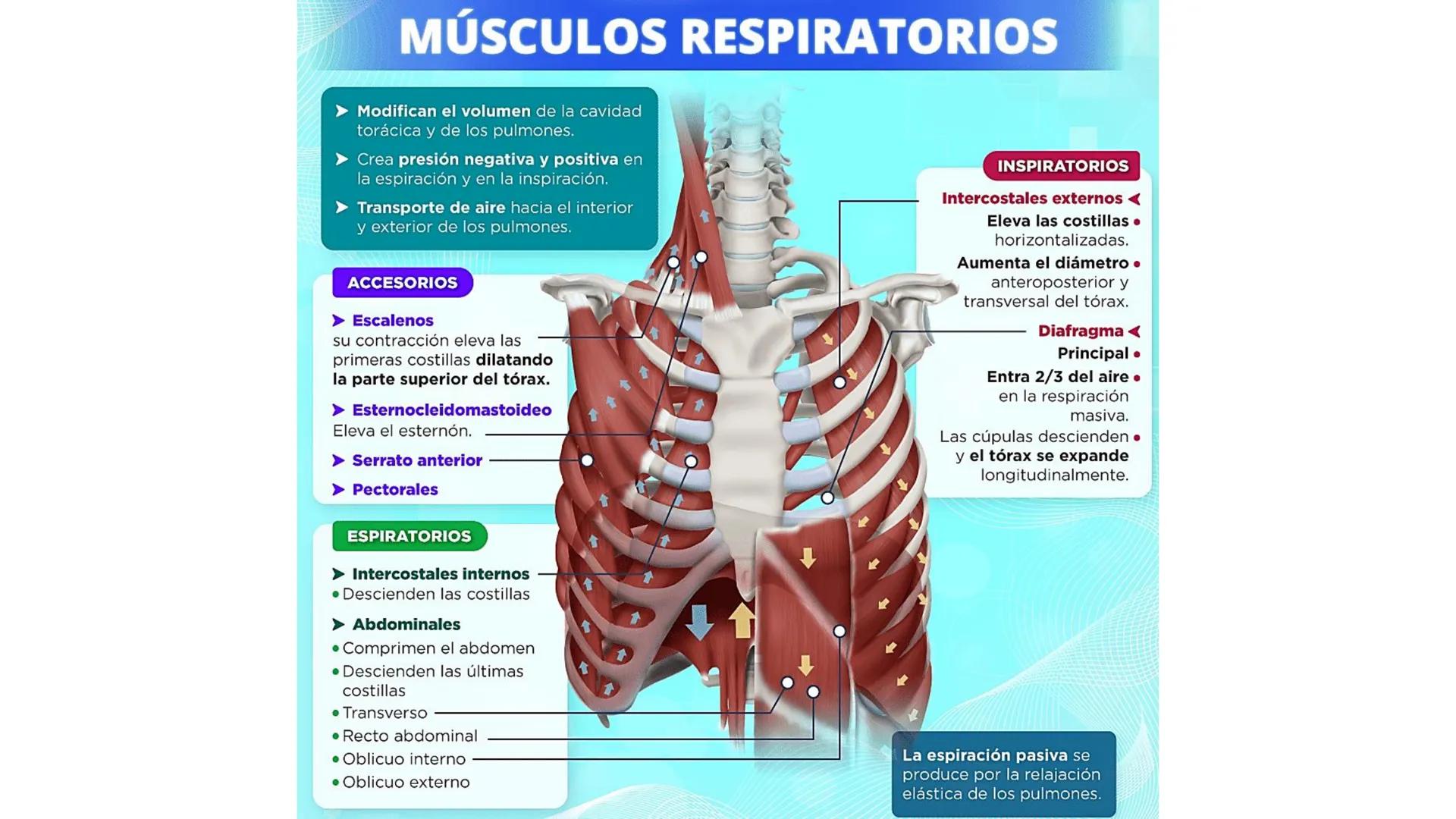 APARATO RESPIRATORIO
Conjunto de órganos y estructuras
que permiten la captación
de
oxígeno del aire y la eliminación de
dióxido de carbono.