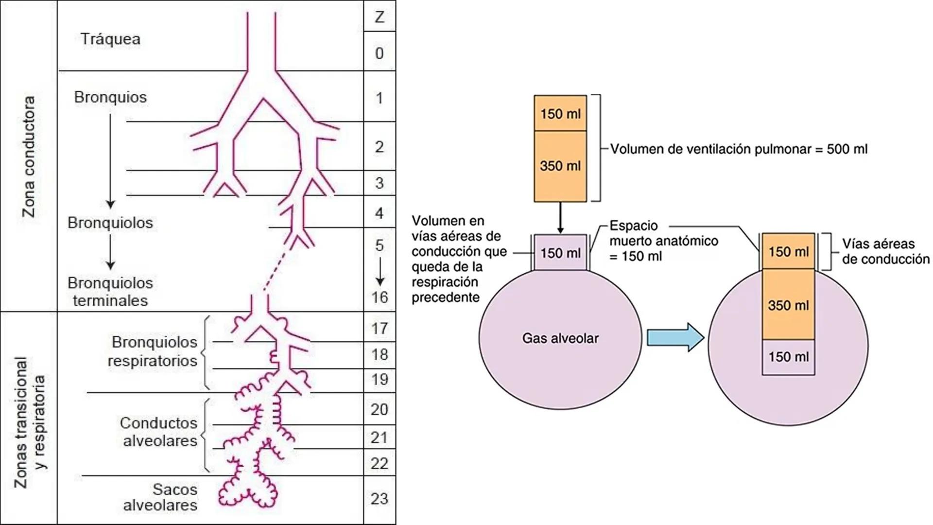 APARATO RESPIRATORIO
Conjunto de órganos y estructuras
que permiten la captación
de
oxígeno del aire y la eliminación de
dióxido de carbono.