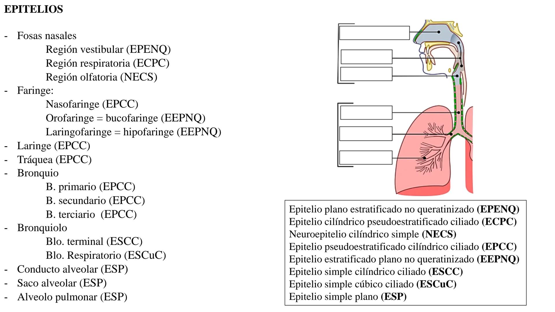 APARATO RESPIRATORIO
Conjunto de órganos y estructuras
que permiten la captación
de
oxígeno del aire y la eliminación de
dióxido de carbono.