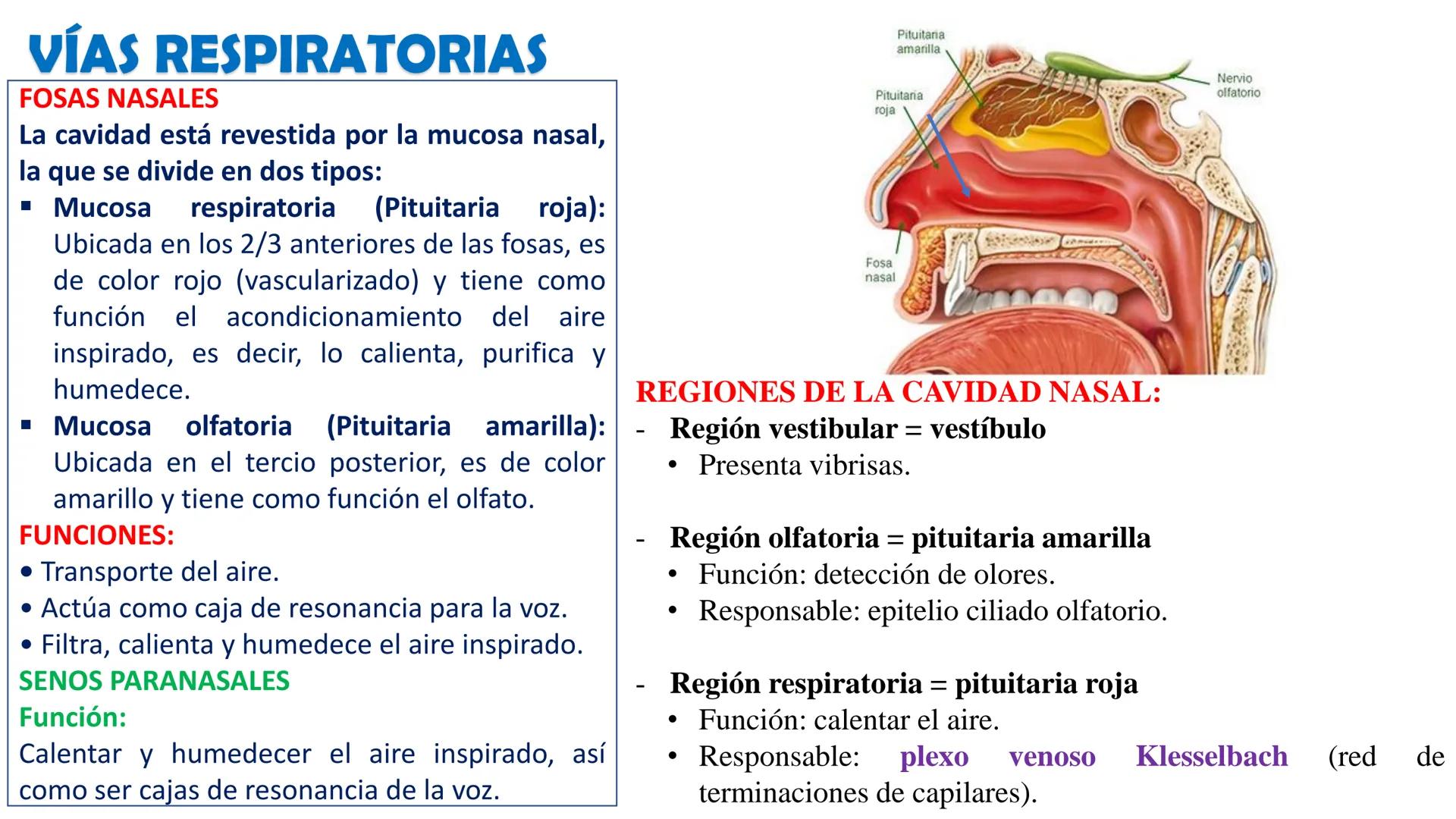 APARATO RESPIRATORIO
Conjunto de órganos y estructuras
que permiten la captación
de
oxígeno del aire y la eliminación de
dióxido de carbono.