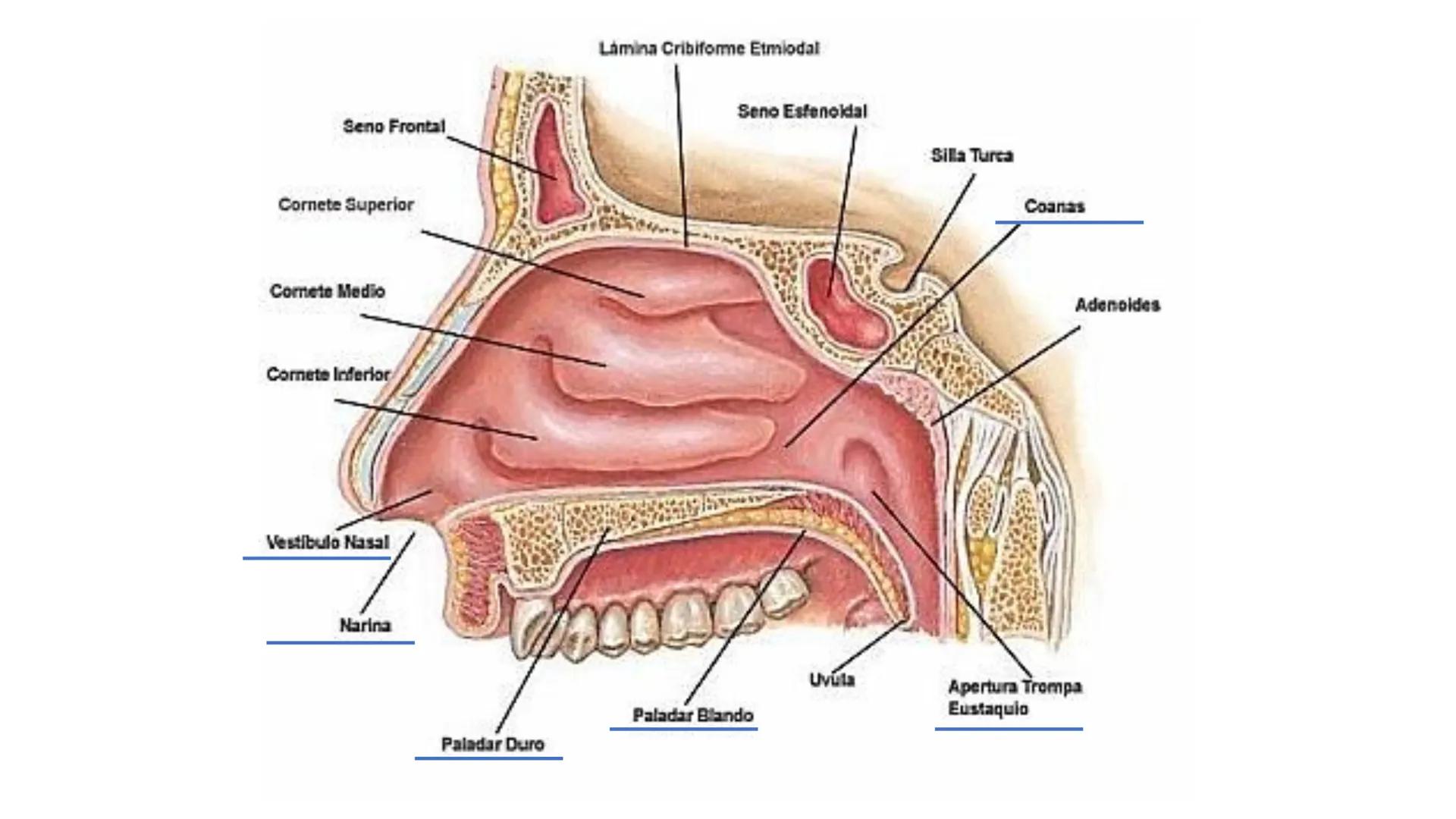 APARATO RESPIRATORIO
Conjunto de órganos y estructuras
que permiten la captación
de
oxígeno del aire y la eliminación de
dióxido de carbono.