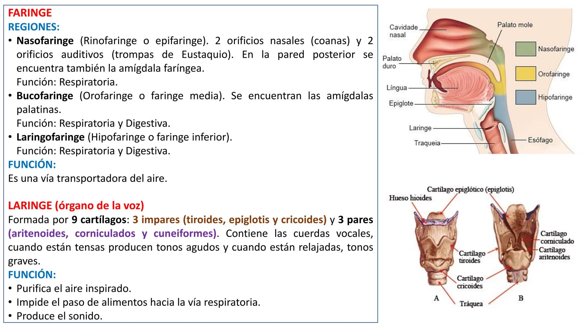 APARATO RESPIRATORIO
Conjunto de órganos y estructuras
que permiten la captación
de
oxígeno del aire y la eliminación de
dióxido de carbono.