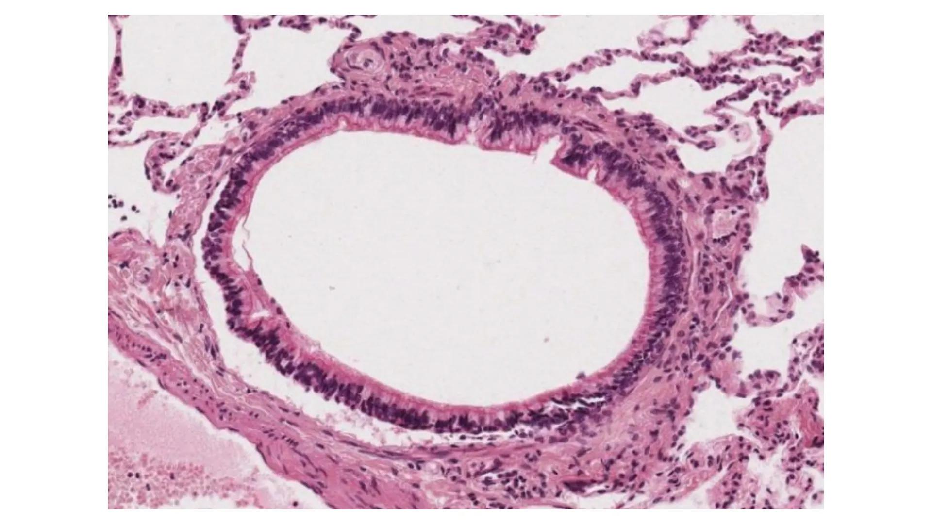 APARATO RESPIRATORIO
Conjunto de órganos y estructuras
que permiten la captación
de
oxígeno del aire y la eliminación de
dióxido de carbono.