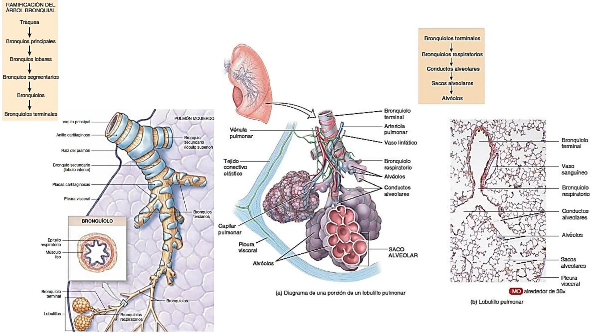 APARATO RESPIRATORIO
Conjunto de órganos y estructuras
que permiten la captación
de
oxígeno del aire y la eliminación de
dióxido de carbono.
