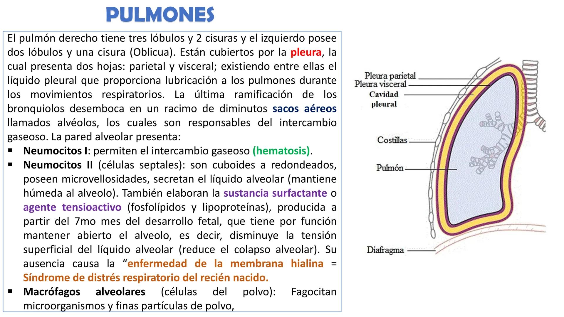 APARATO RESPIRATORIO
Conjunto de órganos y estructuras
que permiten la captación
de
oxígeno del aire y la eliminación de
dióxido de carbono.