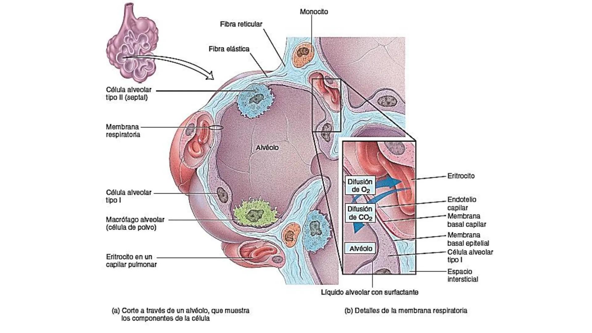 APARATO RESPIRATORIO
Conjunto de órganos y estructuras
que permiten la captación
de
oxígeno del aire y la eliminación de
dióxido de carbono.