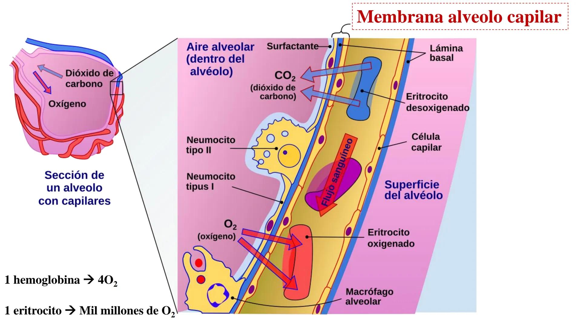 APARATO RESPIRATORIO
Conjunto de órganos y estructuras
que permiten la captación
de
oxígeno del aire y la eliminación de
dióxido de carbono.