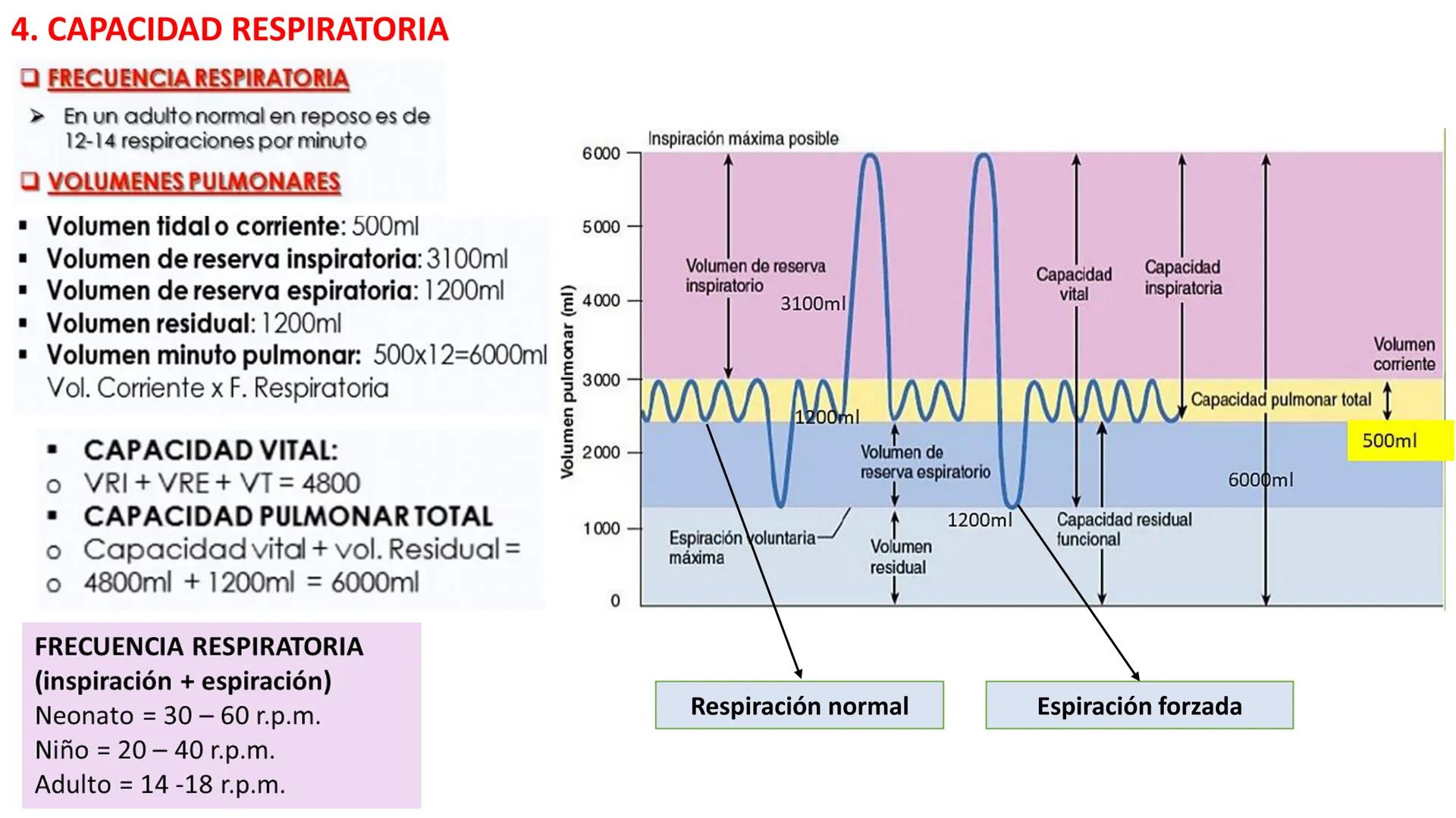 APARATO RESPIRATORIO
Conjunto de órganos y estructuras
que permiten la captación
de
oxígeno del aire y la eliminación de
dióxido de carbono.