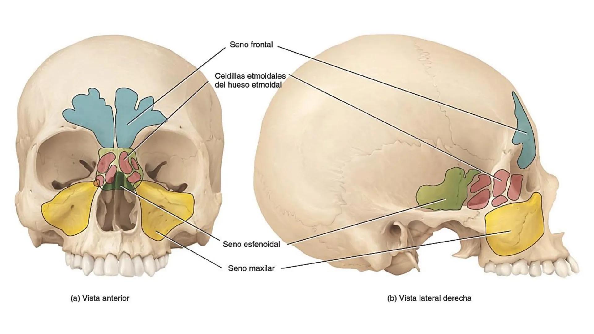APARATO RESPIRATORIO
Conjunto de órganos y estructuras
que permiten la captación
de
oxígeno del aire y la eliminación de
dióxido de carbono.