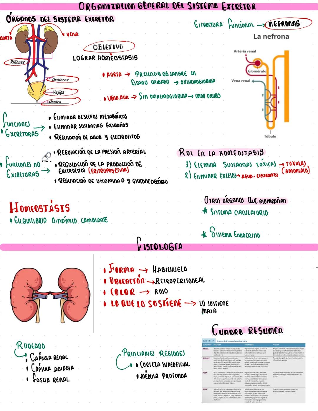 Generalidades del sistema excretor