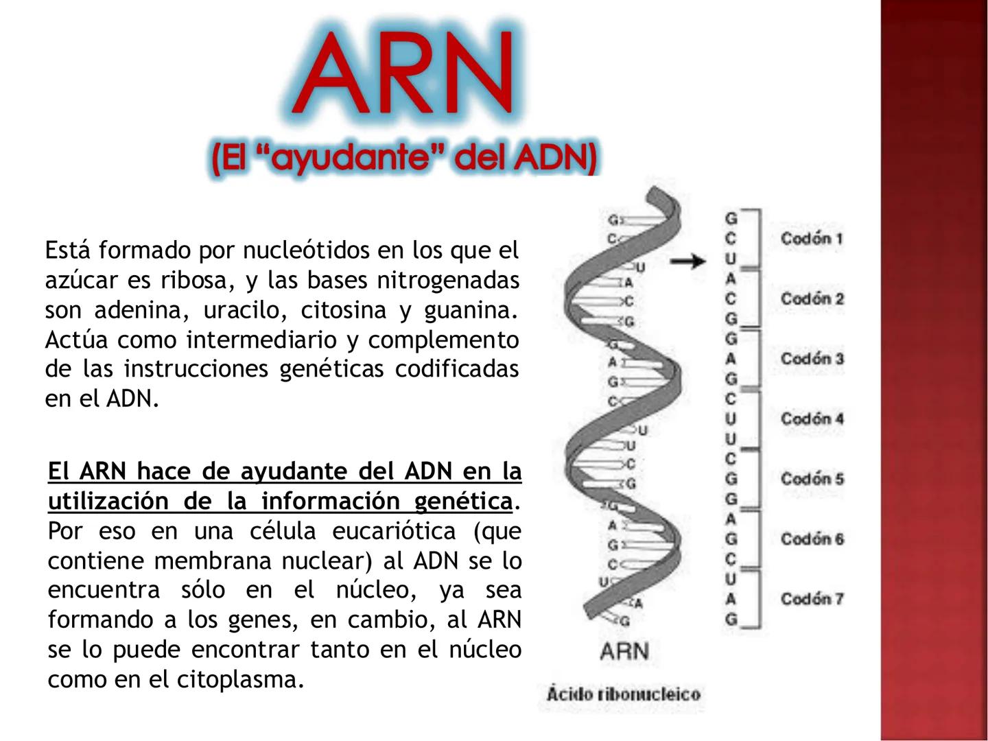 UNIA
UNIVERSIDAD NACIONAL INTERCULTURAL
ÁCIDOS
NUCLEICOS:
ADN Y ARN
Mg. Javier Oscar
Zavaleta Flores
Blgo. # ¿QUÉ SON LOS ÁCIDOS NUCLEICOS?