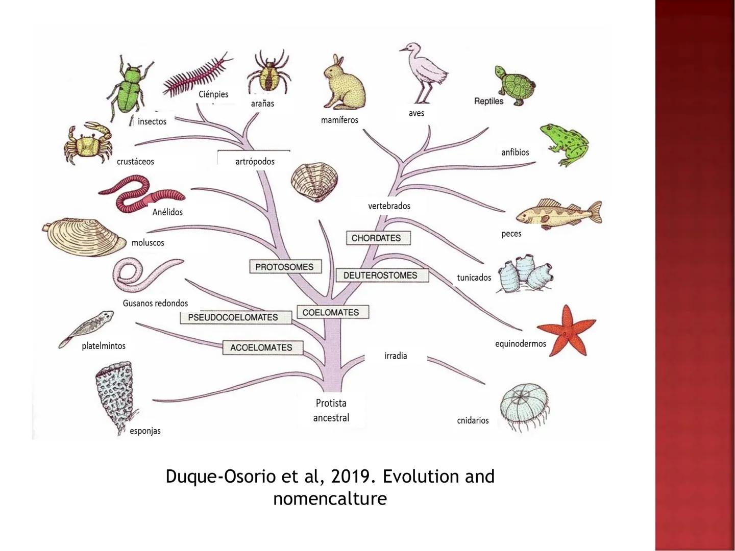 UNIA
UNIVERSIDAD NACIONAL INTERCULTURAL
ÁCIDOS
NUCLEICOS:
ADN Y ARN
Mg. Javier Oscar
Zavaleta Flores
Blgo. # ¿QUÉ SON LOS ÁCIDOS NUCLEICOS?