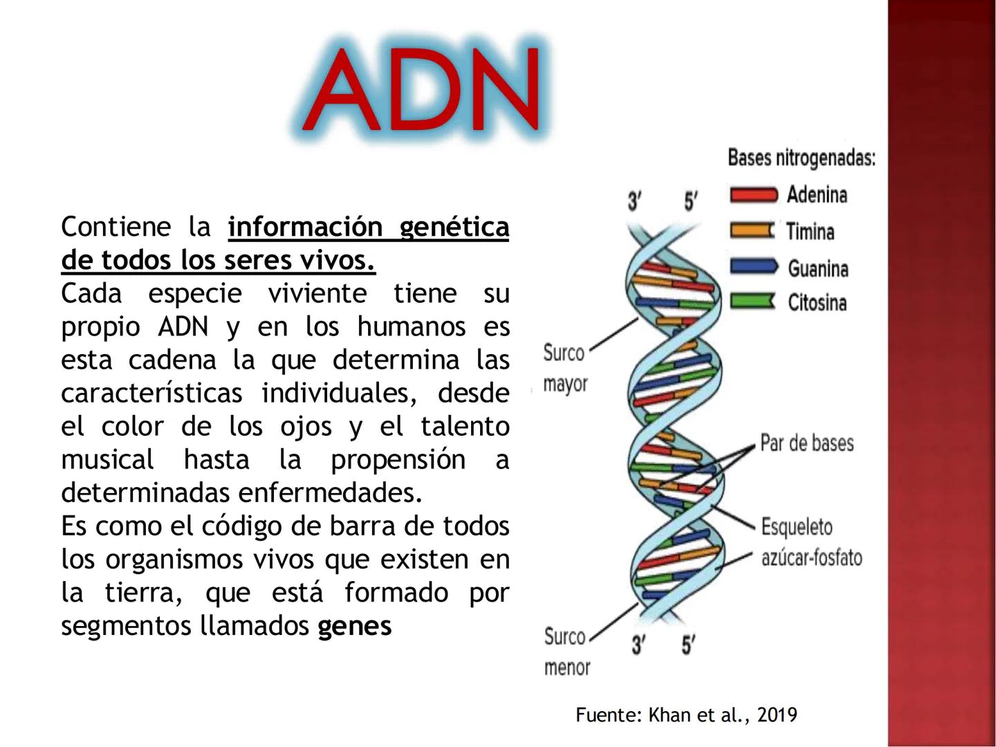 UNIA
UNIVERSIDAD NACIONAL INTERCULTURAL
ÁCIDOS
NUCLEICOS:
ADN Y ARN
Mg. Javier Oscar
Zavaleta Flores
Blgo. # ¿QUÉ SON LOS ÁCIDOS NUCLEICOS?