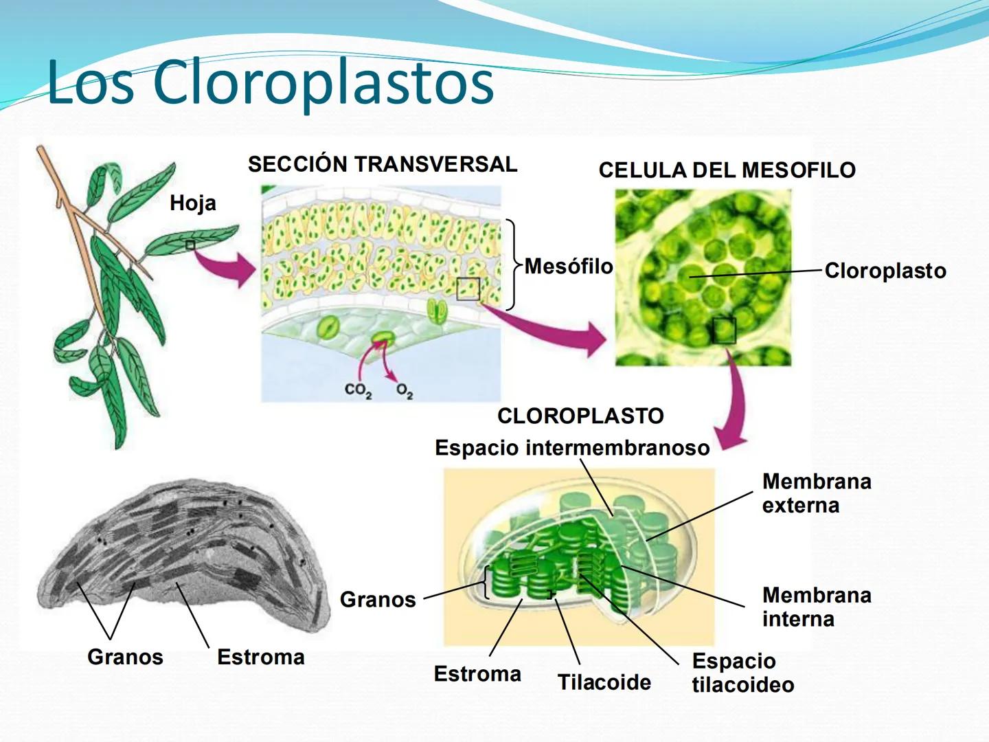 UNIA
UNIVERSIDAD N
JRAL DE LA AMAZONIA
NACIONAL INTERCULTU
FOTOSINTESIS
Energía
del sol
Oxígeno
O2
Dióxido de carbono
CO2
Minerales
Azúcar
6