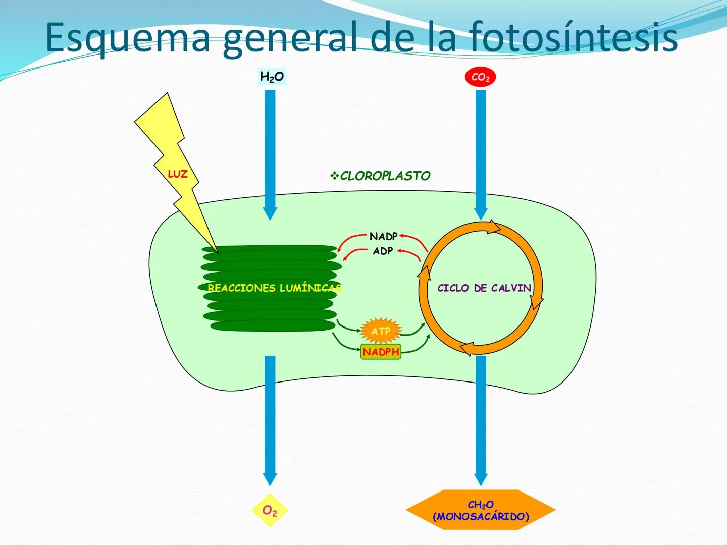 UNIA
UNIVERSIDAD N
JRAL DE LA AMAZONIA
NACIONAL INTERCULTU
FOTOSINTESIS
Energía
del sol
Oxígeno
O2
Dióxido de carbono
CO2
Minerales
Azúcar
6