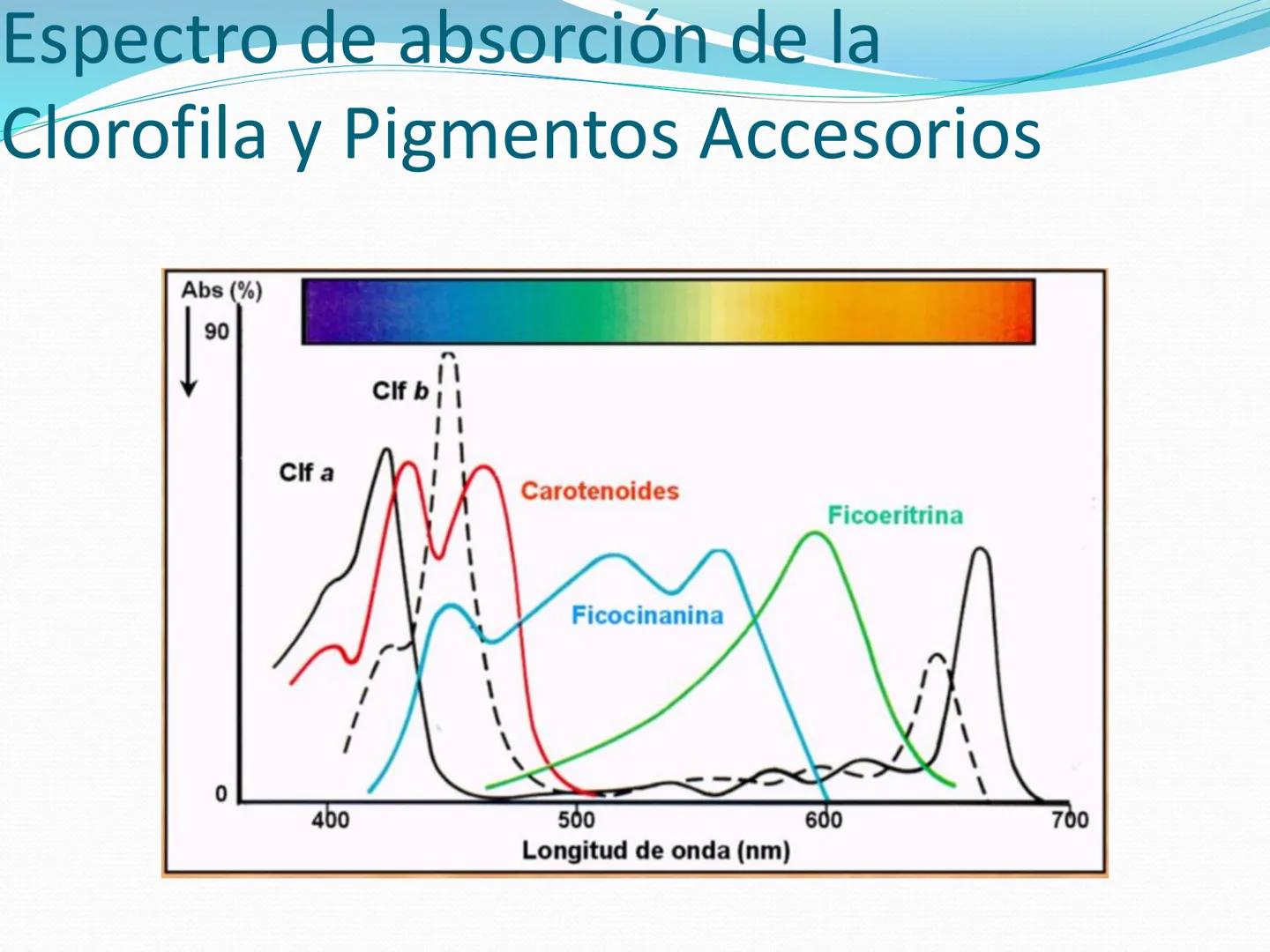 UNIA
UNIVERSIDAD N
JRAL DE LA AMAZONIA
NACIONAL INTERCULTU
FOTOSINTESIS
Energía
del sol
Oxígeno
O2
Dióxido de carbono
CO2
Minerales
Azúcar
6
