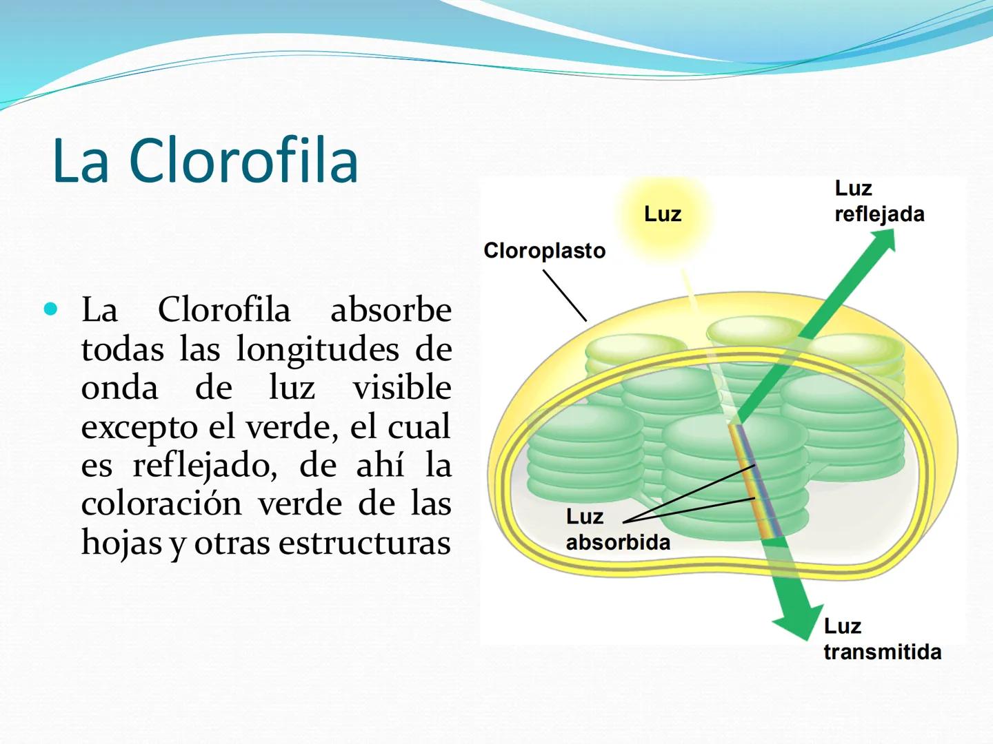 UNIA
UNIVERSIDAD N
JRAL DE LA AMAZONIA
NACIONAL INTERCULTU
FOTOSINTESIS
Energía
del sol
Oxígeno
O2
Dióxido de carbono
CO2
Minerales
Azúcar
6