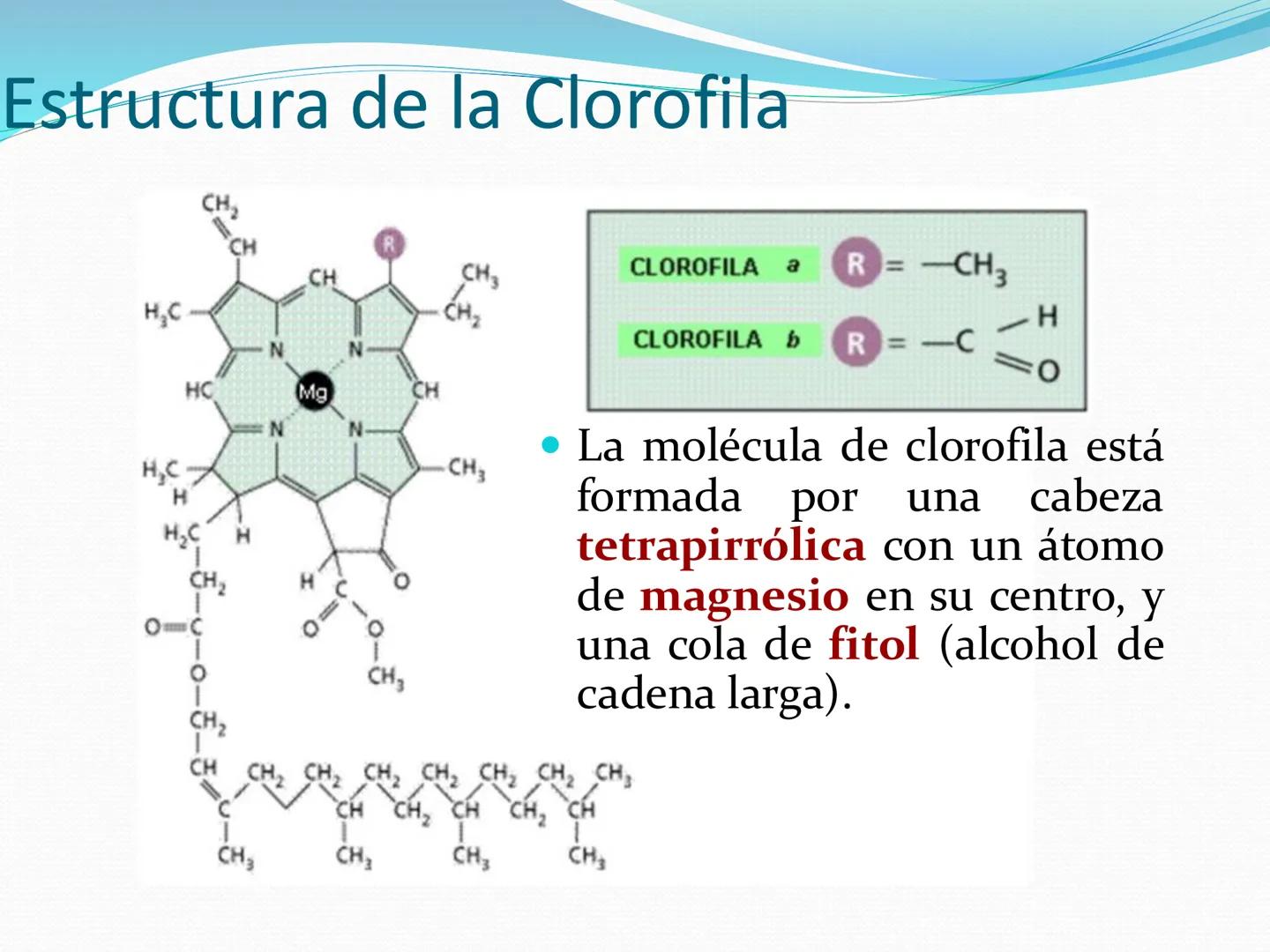 UNIA
UNIVERSIDAD N
JRAL DE LA AMAZONIA
NACIONAL INTERCULTU
FOTOSINTESIS
Energía
del sol
Oxígeno
O2
Dióxido de carbono
CO2
Minerales
Azúcar
6