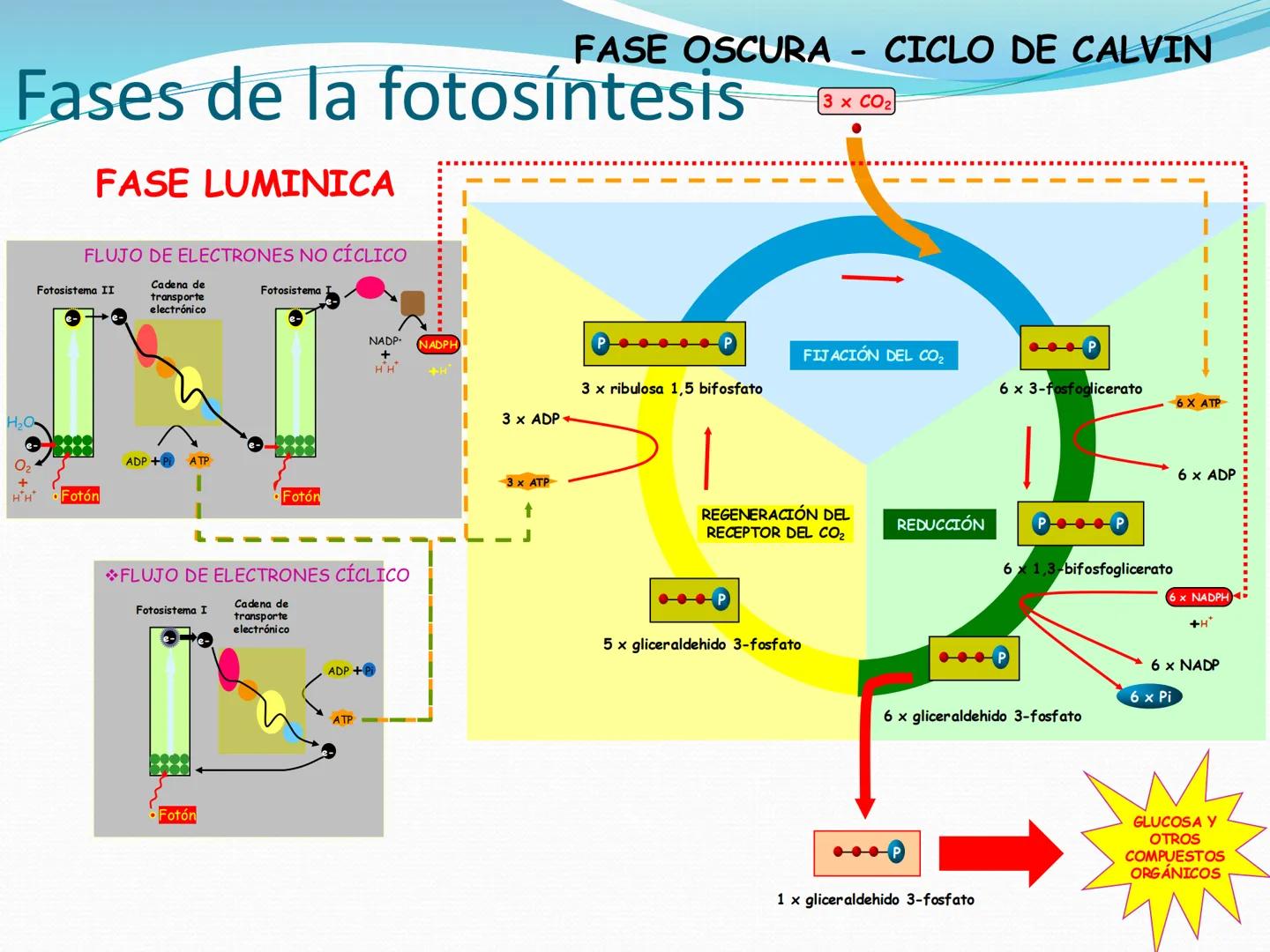 UNIA
UNIVERSIDAD N
JRAL DE LA AMAZONIA
NACIONAL INTERCULTU
FOTOSINTESIS
Energía
del sol
Oxígeno
O2
Dióxido de carbono
CO2
Minerales
Azúcar
6
