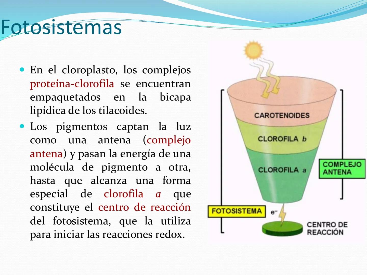 UNIA
UNIVERSIDAD N
JRAL DE LA AMAZONIA
NACIONAL INTERCULTU
FOTOSINTESIS
Energía
del sol
Oxígeno
O2
Dióxido de carbono
CO2
Minerales
Azúcar
6