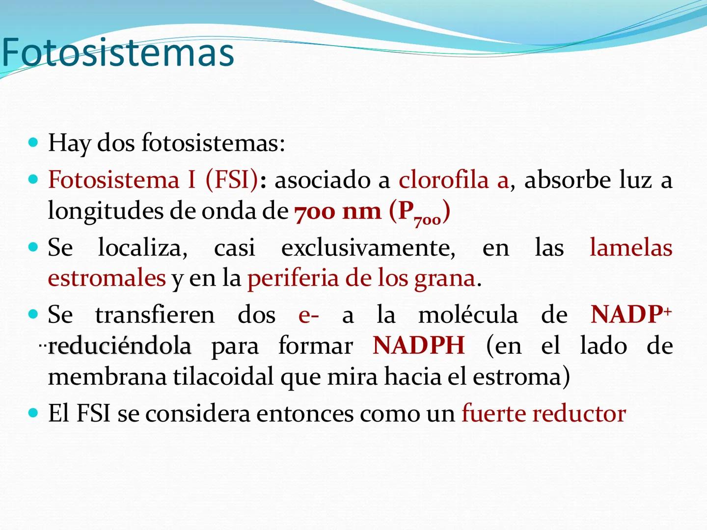UNIA
UNIVERSIDAD N
JRAL DE LA AMAZONIA
NACIONAL INTERCULTU
FOTOSINTESIS
Energía
del sol
Oxígeno
O2
Dióxido de carbono
CO2
Minerales
Azúcar
6