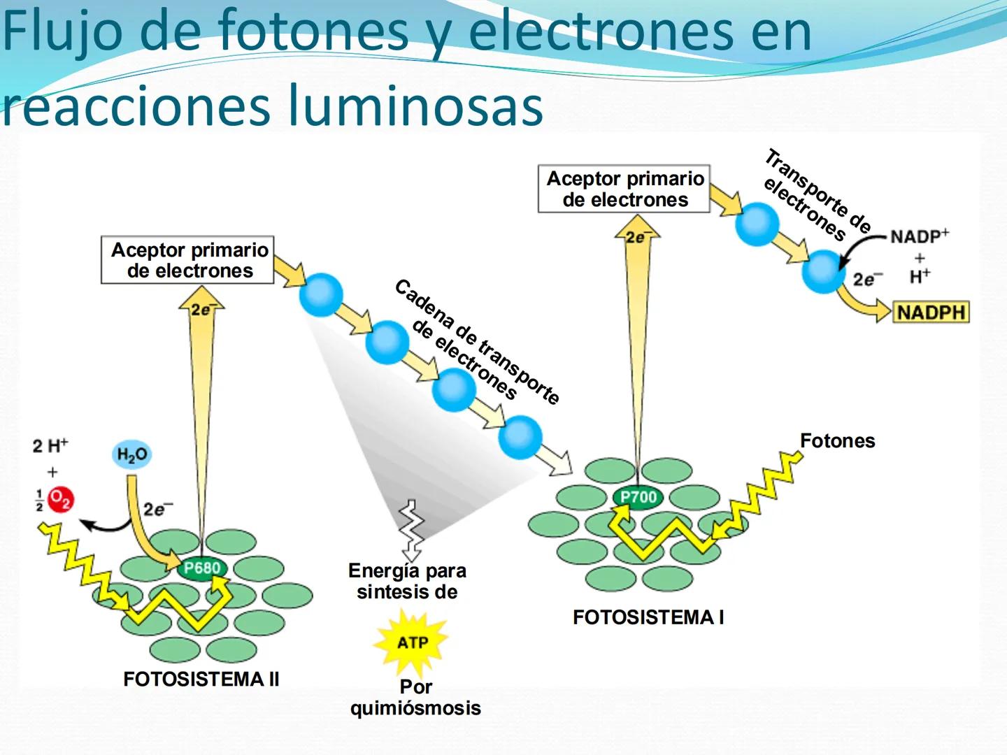 UNIA
UNIVERSIDAD N
JRAL DE LA AMAZONIA
NACIONAL INTERCULTU
FOTOSINTESIS
Energía
del sol
Oxígeno
O2
Dióxido de carbono
CO2
Minerales
Azúcar
6
