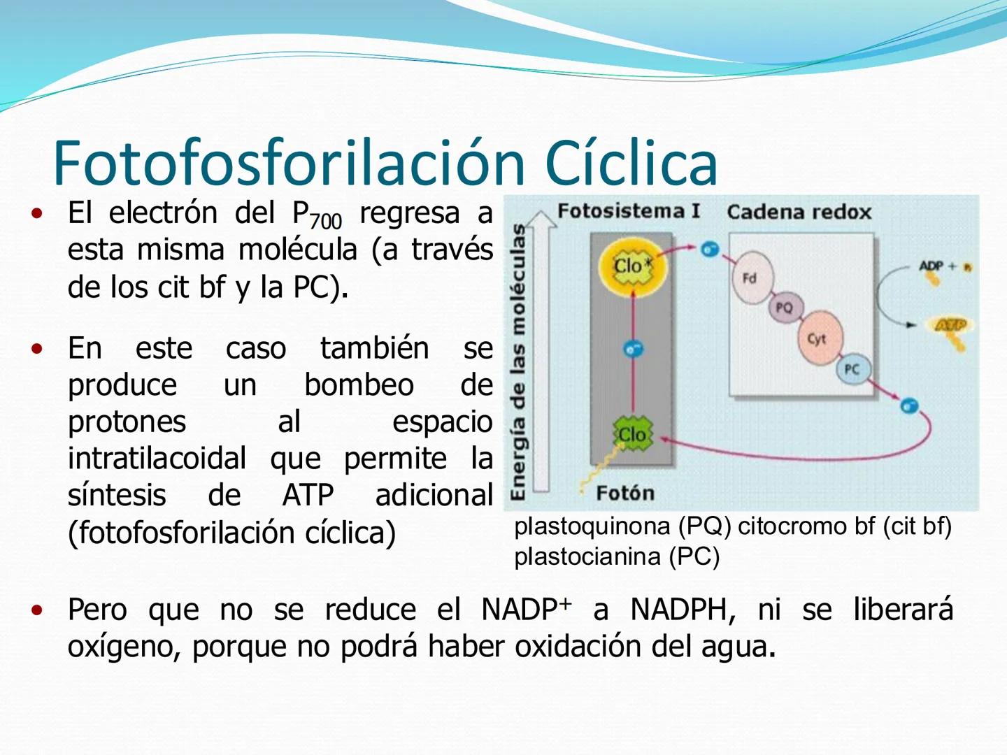 UNIA
UNIVERSIDAD N
JRAL DE LA AMAZONIA
NACIONAL INTERCULTU
FOTOSINTESIS
Energía
del sol
Oxígeno
O2
Dióxido de carbono
CO2
Minerales
Azúcar
6