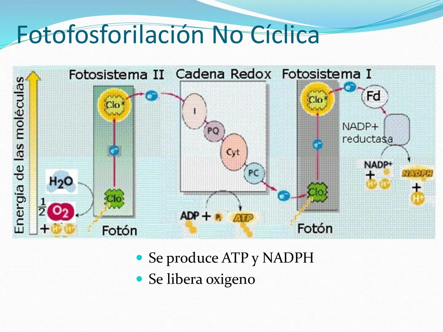 UNIA
UNIVERSIDAD N
JRAL DE LA AMAZONIA
NACIONAL INTERCULTU
FOTOSINTESIS
Energía
del sol
Oxígeno
O2
Dióxido de carbono
CO2
Minerales
Azúcar
6