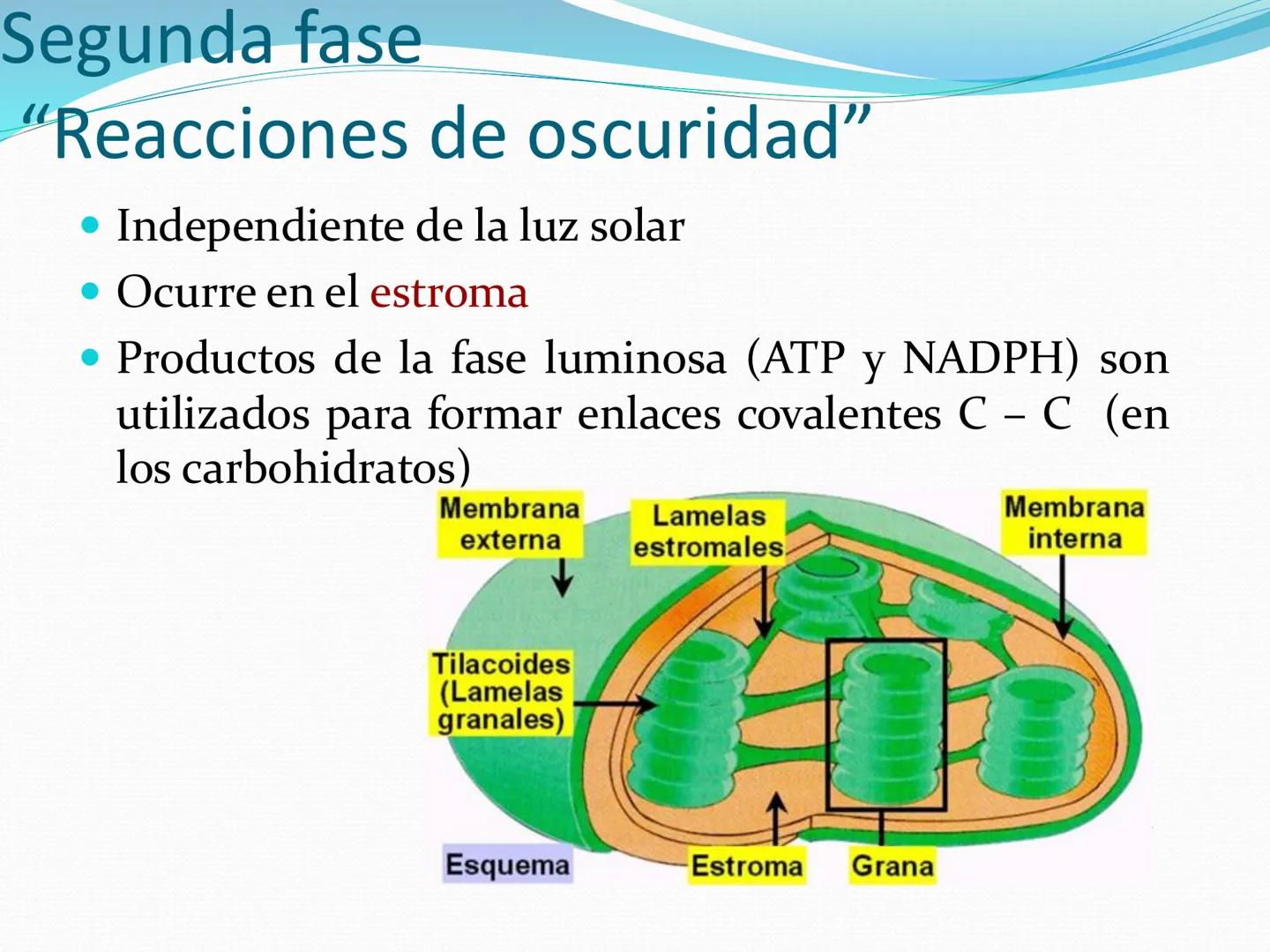 UNIA
UNIVERSIDAD N
JRAL DE LA AMAZONIA
NACIONAL INTERCULTU
FOTOSINTESIS
Energía
del sol
Oxígeno
O2
Dióxido de carbono
CO2
Minerales
Azúcar
6
