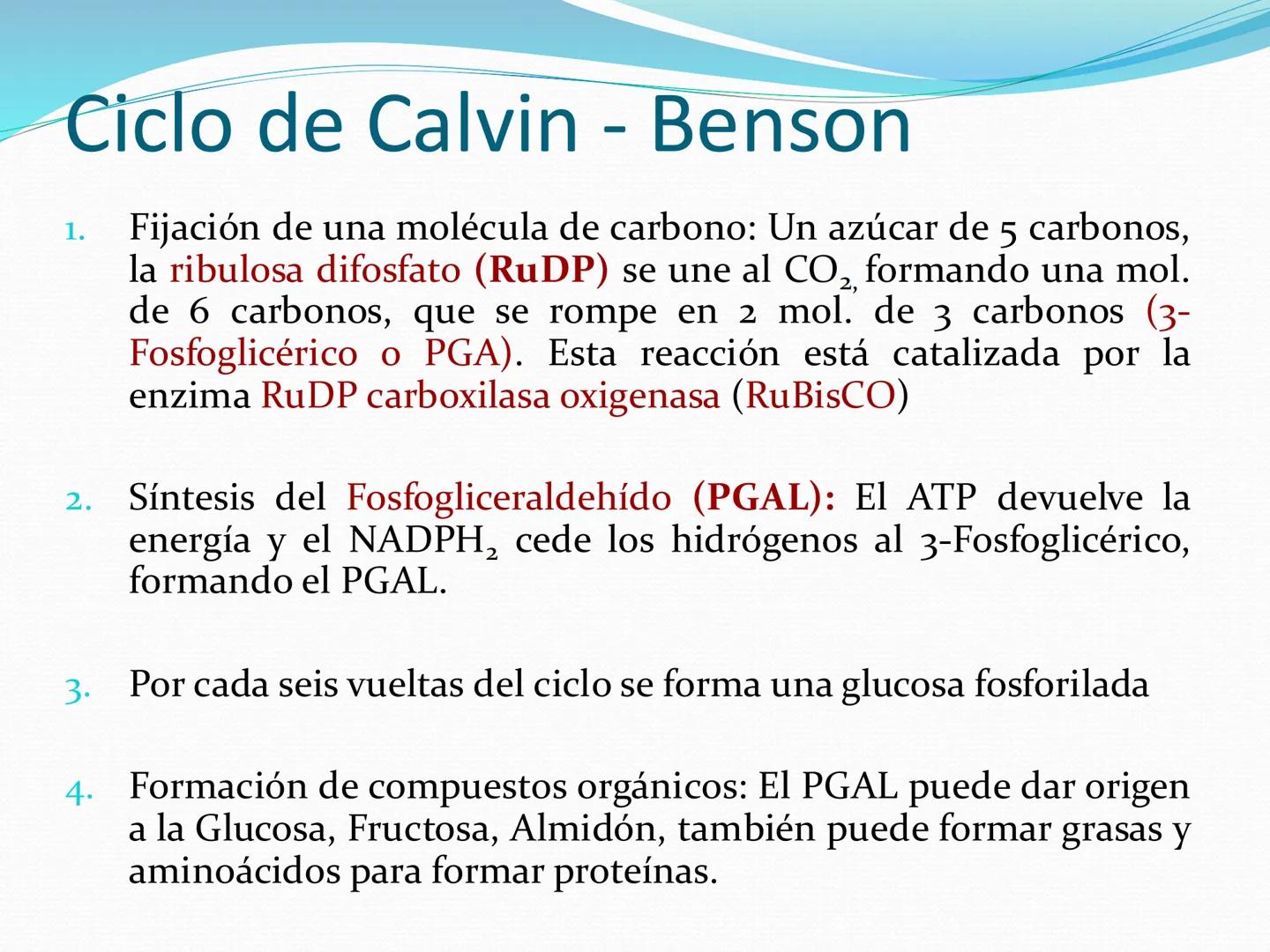 UNIA
UNIVERSIDAD N
JRAL DE LA AMAZONIA
NACIONAL INTERCULTU
FOTOSINTESIS
Energía
del sol
Oxígeno
O2
Dióxido de carbono
CO2
Minerales
Azúcar
6