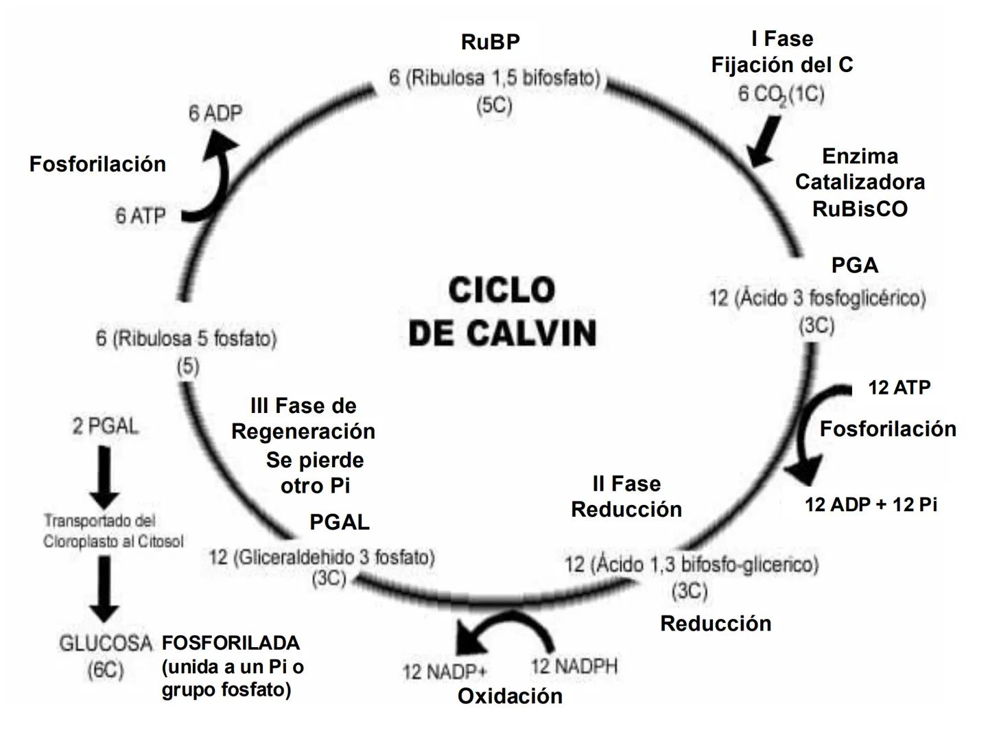 UNIA
UNIVERSIDAD N
JRAL DE LA AMAZONIA
NACIONAL INTERCULTU
FOTOSINTESIS
Energía
del sol
Oxígeno
O2
Dióxido de carbono
CO2
Minerales
Azúcar
6