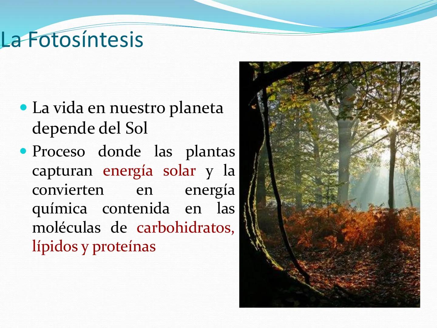 UNIA
UNIVERSIDAD N
JRAL DE LA AMAZONIA
NACIONAL INTERCULTU
FOTOSINTESIS
Energía
del sol
Oxígeno
O2
Dióxido de carbono
CO2
Minerales
Azúcar
6