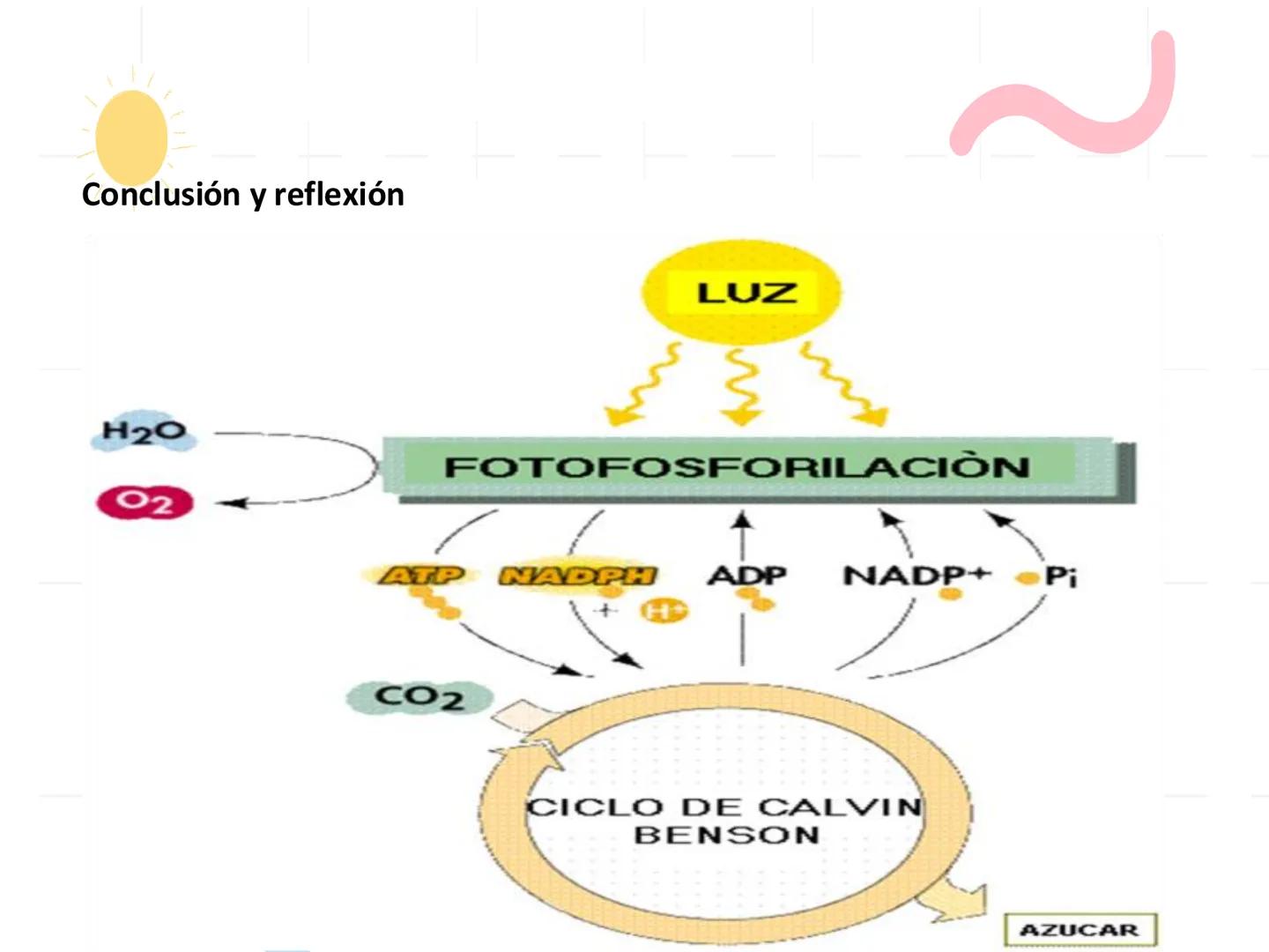 UNIA
UNIVERSIDAD N
JRAL DE LA AMAZONIA
NACIONAL INTERCULTU
FOTOSINTESIS
Energía
del sol
Oxígeno
O2
Dióxido de carbono
CO2
Minerales
Azúcar
6