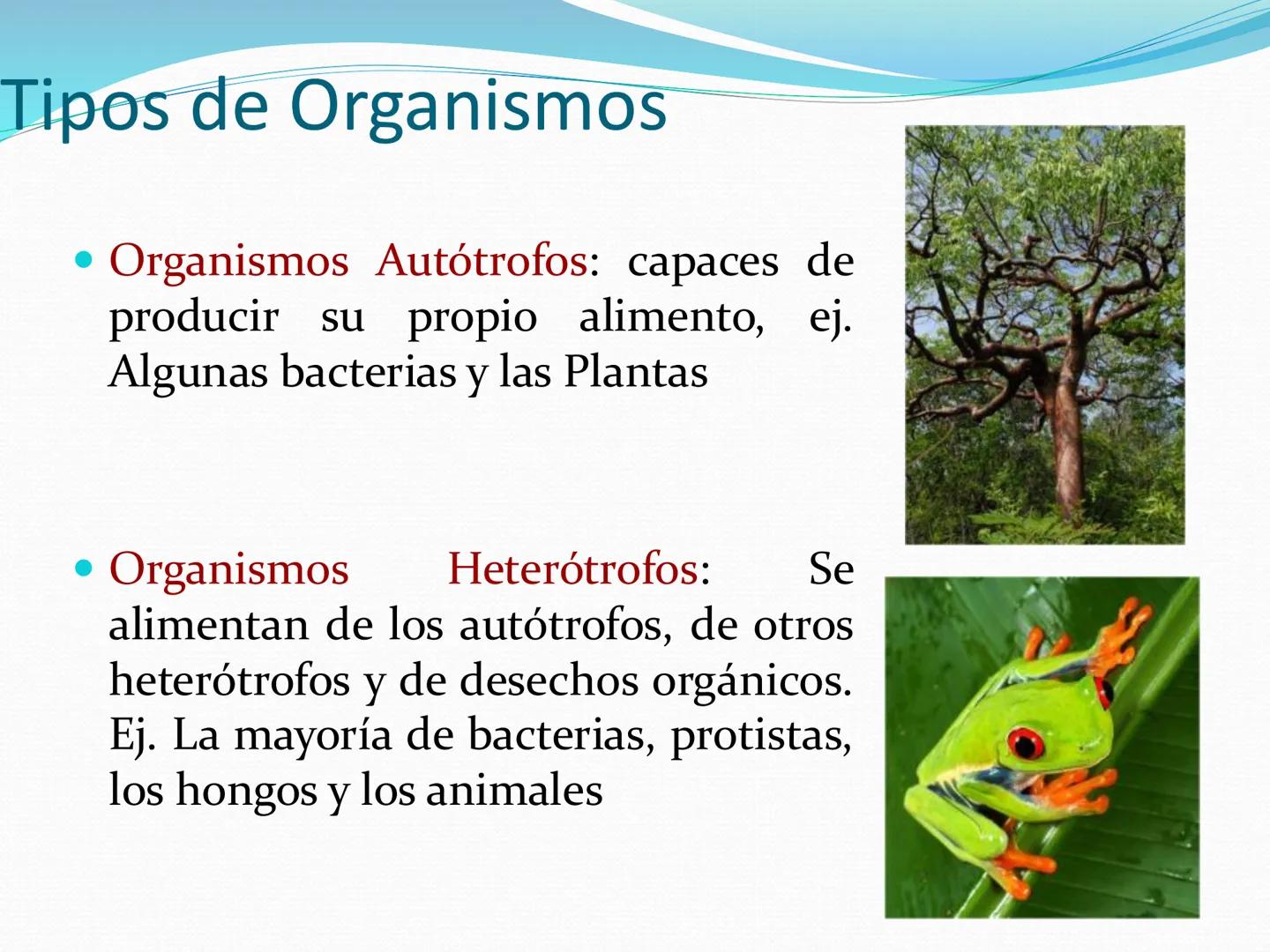 UNIA
UNIVERSIDAD N
JRAL DE LA AMAZONIA
NACIONAL INTERCULTU
FOTOSINTESIS
Energía
del sol
Oxígeno
O2
Dióxido de carbono
CO2
Minerales
Azúcar
6