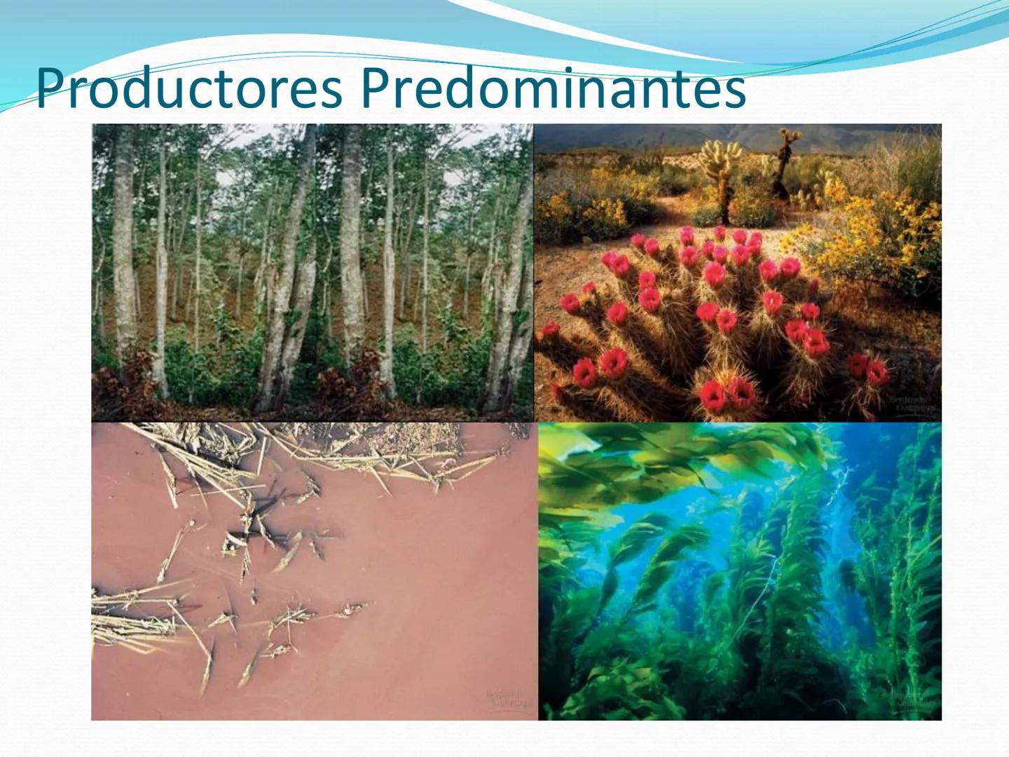 UNIA
UNIVERSIDAD N
JRAL DE LA AMAZONIA
NACIONAL INTERCULTU
FOTOSINTESIS
Energía
del sol
Oxígeno
O2
Dióxido de carbono
CO2
Minerales
Azúcar
6
