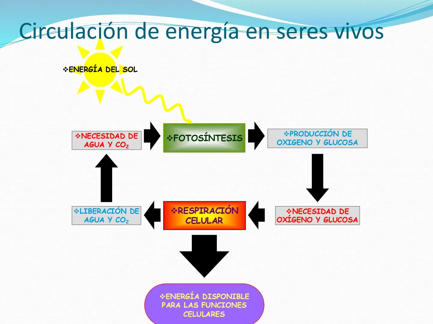 UNIA
UNIVERSIDAD N
JRAL DE LA AMAZONIA
NACIONAL INTERCULTU
FOTOSINTESIS
Energía
del sol
Oxígeno
O2
Dióxido de carbono
CO2
Minerales
Azúcar
6