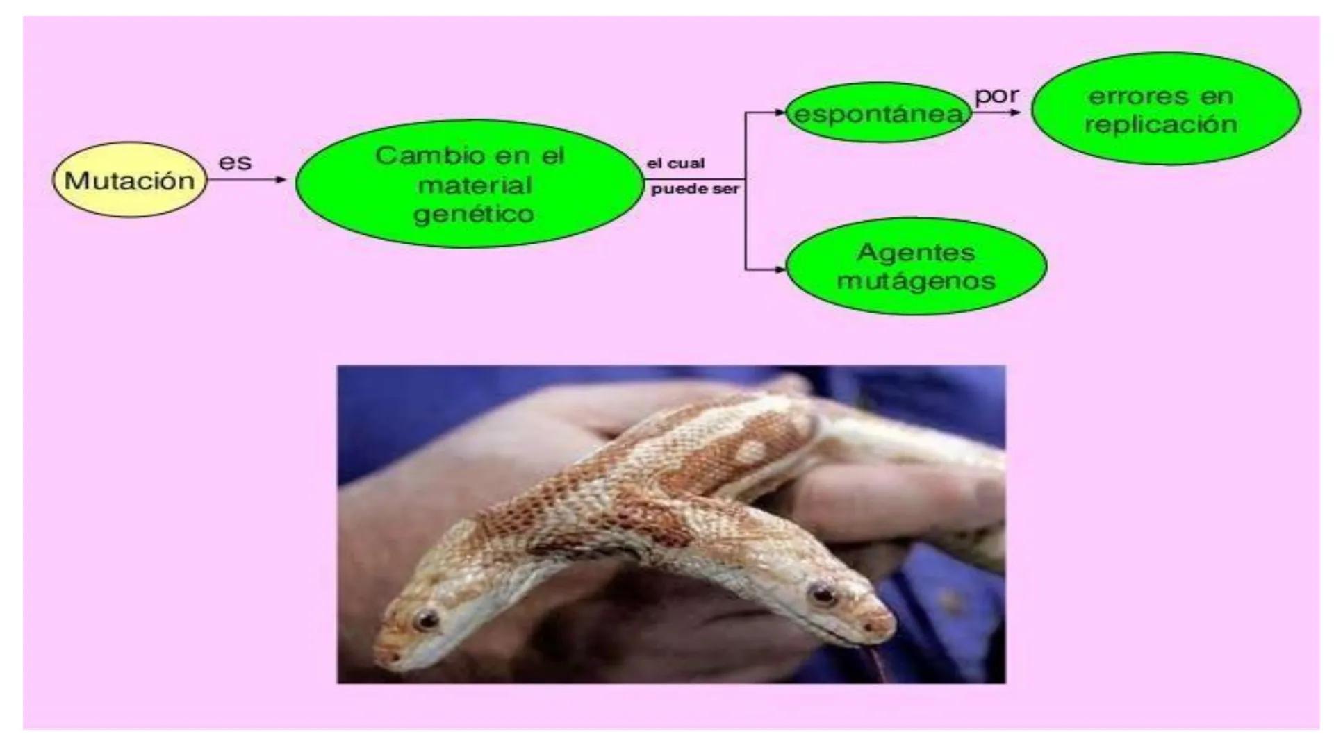 # MUTACIONES
(46) # MUTACIÓN:
✓ Cambio en el material genético(ADN) que puede transmitirse a la descendencia.
✓ Los cambios en el materia