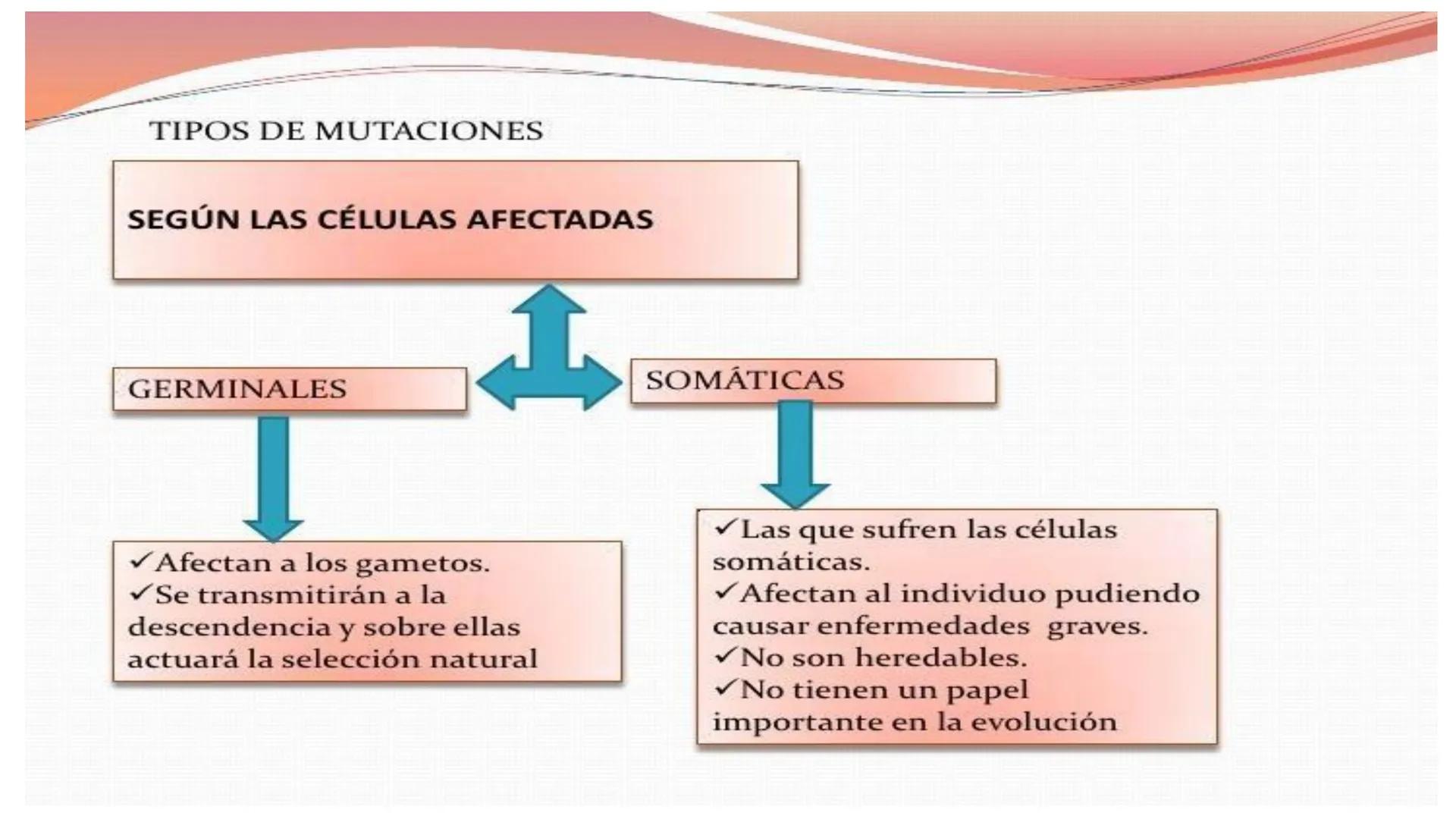 # MUTACIONES
(46) # MUTACIÓN:
✓ Cambio en el material genético(ADN) que puede transmitirse a la descendencia.
✓ Los cambios en el materia
