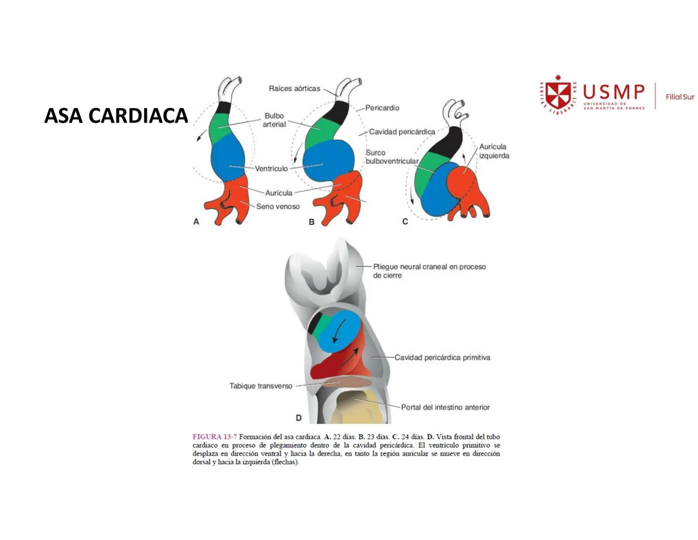 VERITAS
\/BERABITVOS
USMP
UNIVERSIDAD DE SAN MARTIN DE PORRES
FILIAL SUR
PERIODO 2025-1 # SISTEMAS CARDIACO Y RESPIRATORIO
Docente: Mg. Bio