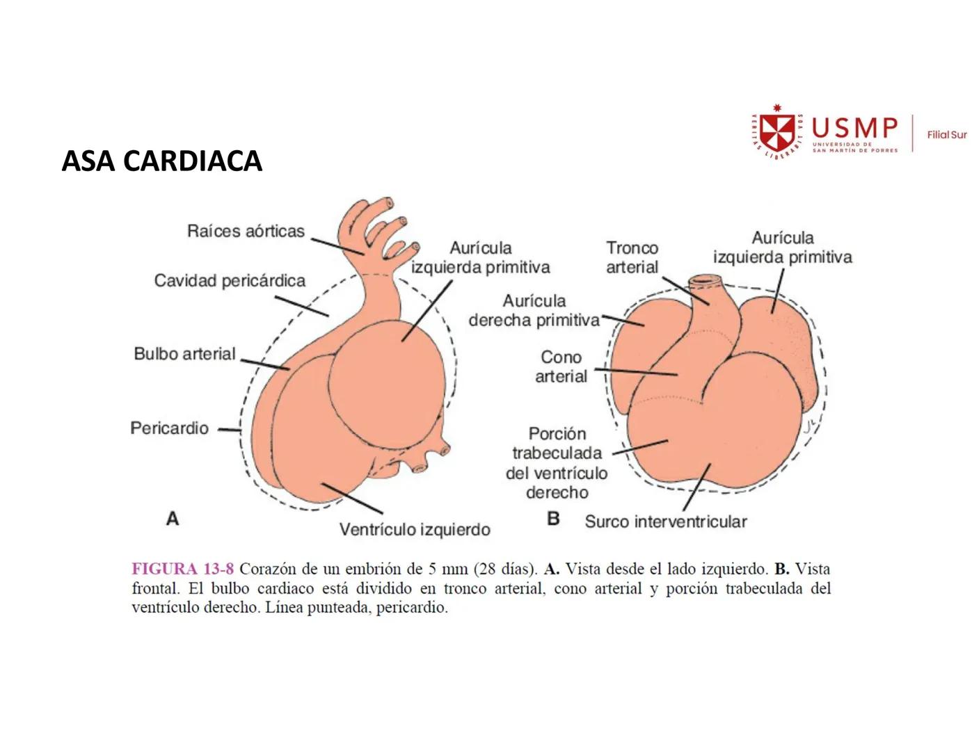 VERITAS
\/BERABITVOS
USMP
UNIVERSIDAD DE SAN MARTIN DE PORRES
FILIAL SUR
PERIODO 2025-1 # SISTEMAS CARDIACO Y RESPIRATORIO
Docente: Mg. Bio