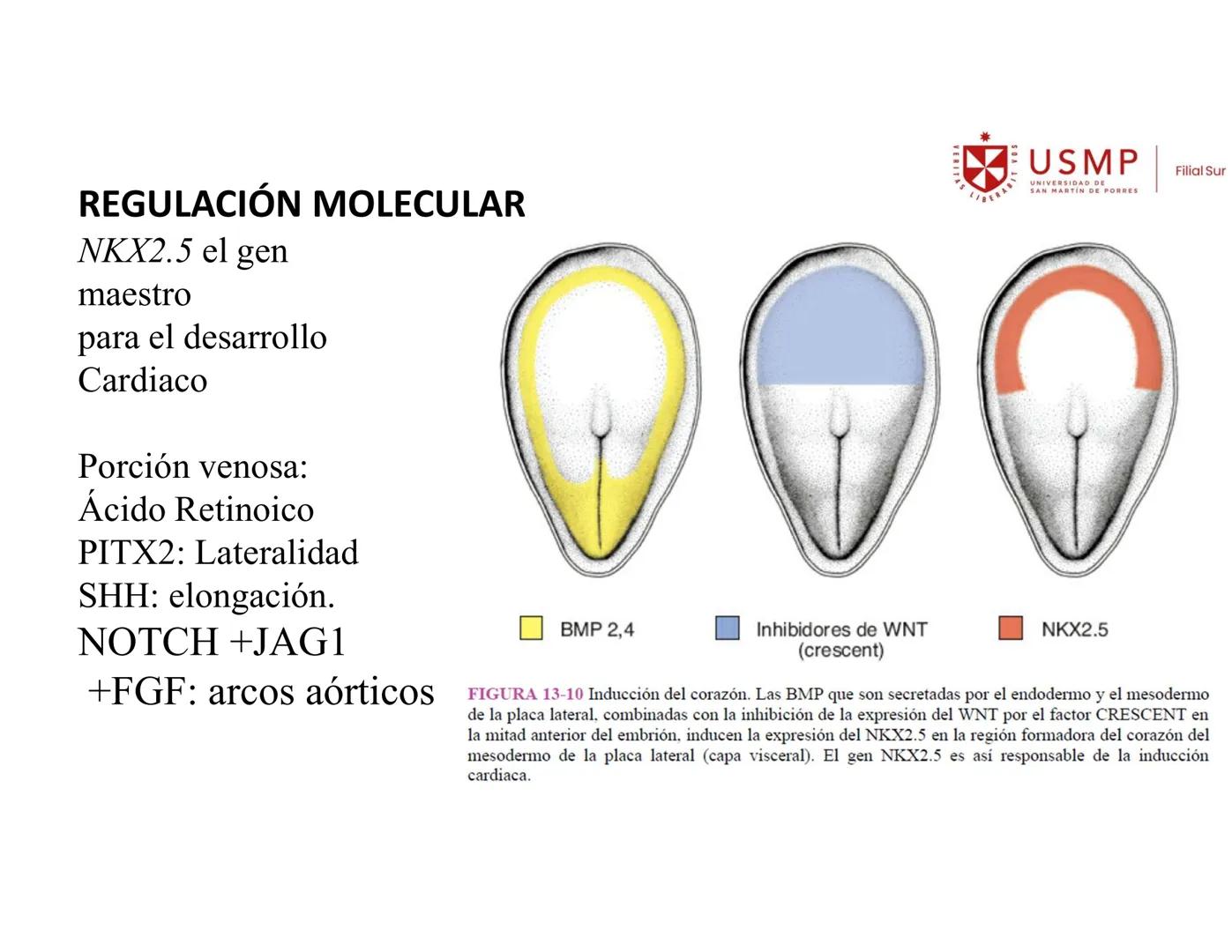 VERITAS
\/BERABITVOS
USMP
UNIVERSIDAD DE SAN MARTIN DE PORRES
FILIAL SUR
PERIODO 2025-1 # SISTEMAS CARDIACO Y RESPIRATORIO
Docente: Mg. Bio