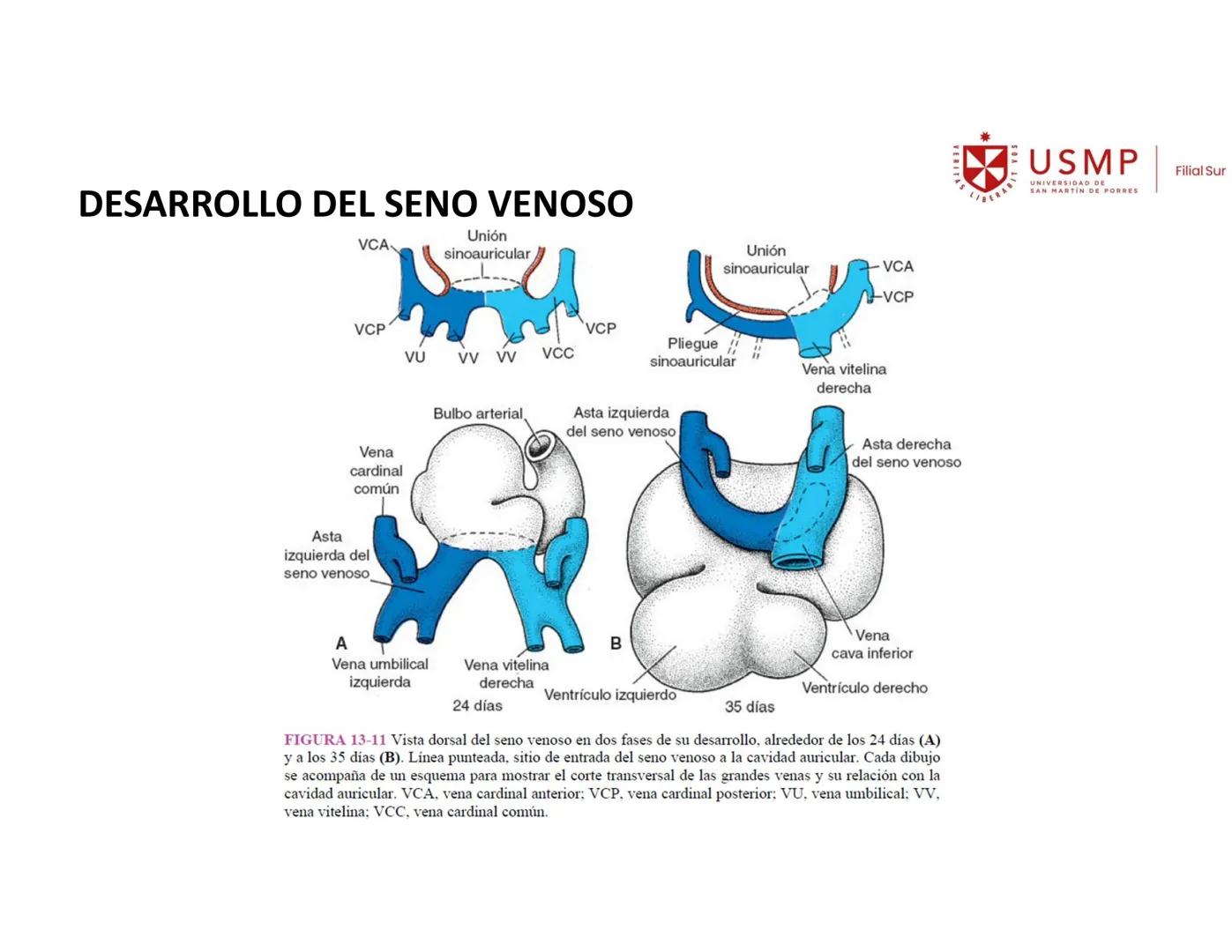 VERITAS
\/BERABITVOS
USMP
UNIVERSIDAD DE SAN MARTIN DE PORRES
FILIAL SUR
PERIODO 2025-1 # SISTEMAS CARDIACO Y RESPIRATORIO
Docente: Mg. Bio