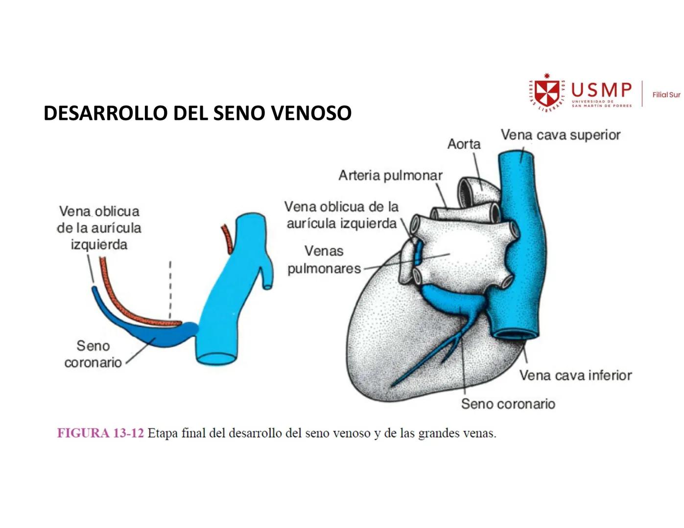 VERITAS
\/BERABITVOS
USMP
UNIVERSIDAD DE SAN MARTIN DE PORRES
FILIAL SUR
PERIODO 2025-1 # SISTEMAS CARDIACO Y RESPIRATORIO
Docente: Mg. Bio