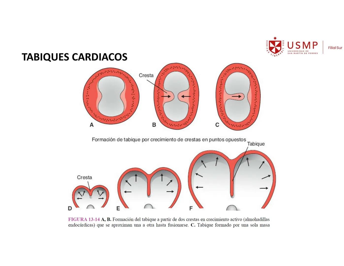 VERITAS
\/BERABITVOS
USMP
UNIVERSIDAD DE SAN MARTIN DE PORRES
FILIAL SUR
PERIODO 2025-1 # SISTEMAS CARDIACO Y RESPIRATORIO
Docente: Mg. Bio