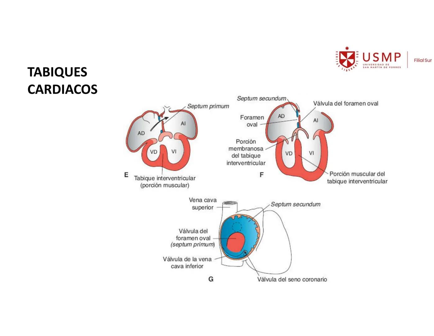 VERITAS
\/BERABITVOS
USMP
UNIVERSIDAD DE SAN MARTIN DE PORRES
FILIAL SUR
PERIODO 2025-1 # SISTEMAS CARDIACO Y RESPIRATORIO
Docente: Mg. Bio