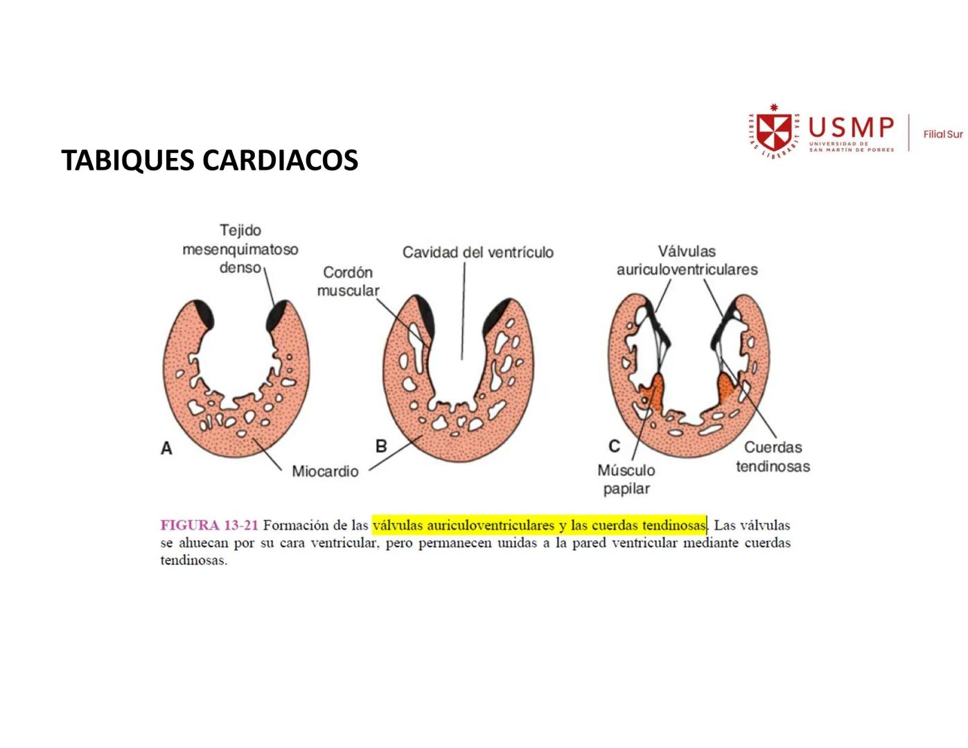 VERITAS
\/BERABITVOS
USMP
UNIVERSIDAD DE SAN MARTIN DE PORRES
FILIAL SUR
PERIODO 2025-1 # SISTEMAS CARDIACO Y RESPIRATORIO
Docente: Mg. Bio