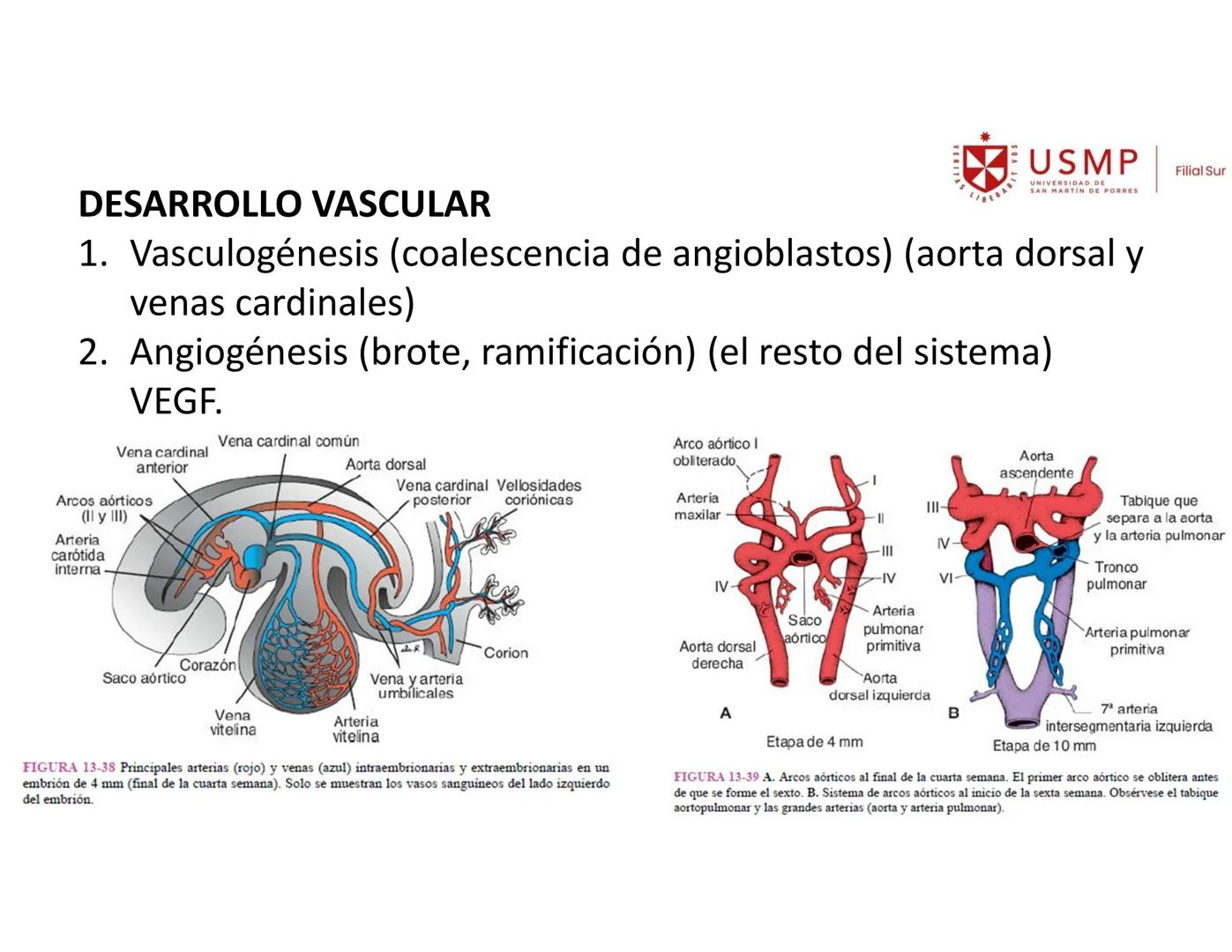VERITAS
\/BERABITVOS
USMP
UNIVERSIDAD DE SAN MARTIN DE PORRES
FILIAL SUR
PERIODO 2025-1 # SISTEMAS CARDIACO Y RESPIRATORIO
Docente: Mg. Bio