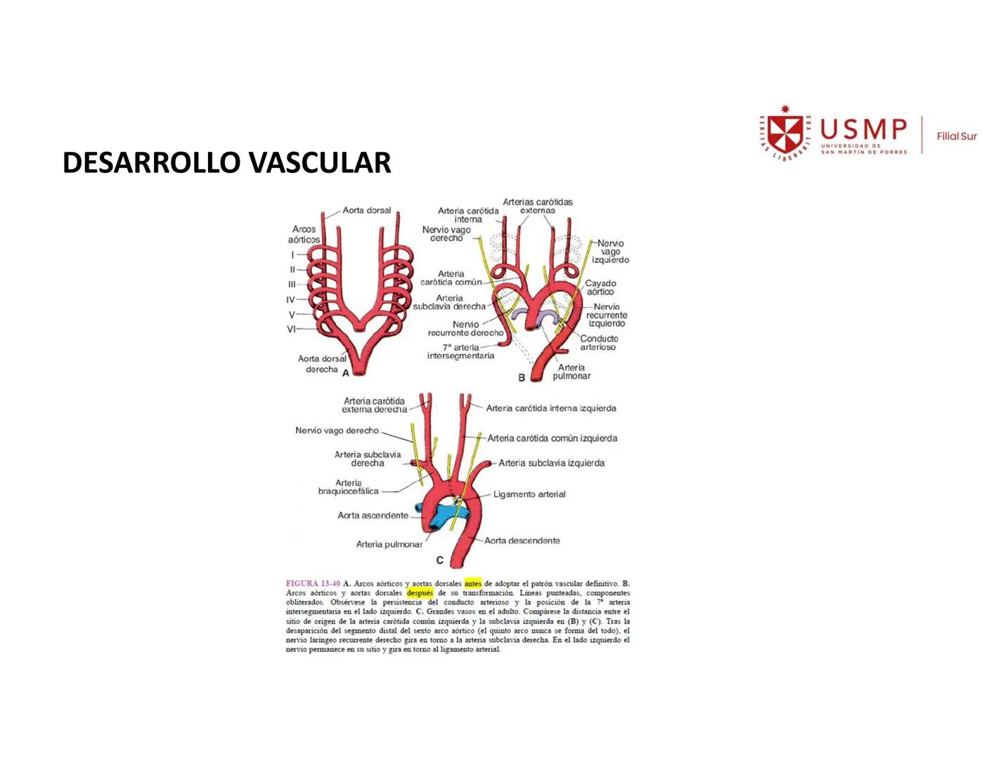VERITAS
\/BERABITVOS
USMP
UNIVERSIDAD DE SAN MARTIN DE PORRES
FILIAL SUR
PERIODO 2025-1 # SISTEMAS CARDIACO Y RESPIRATORIO
Docente: Mg. Bio