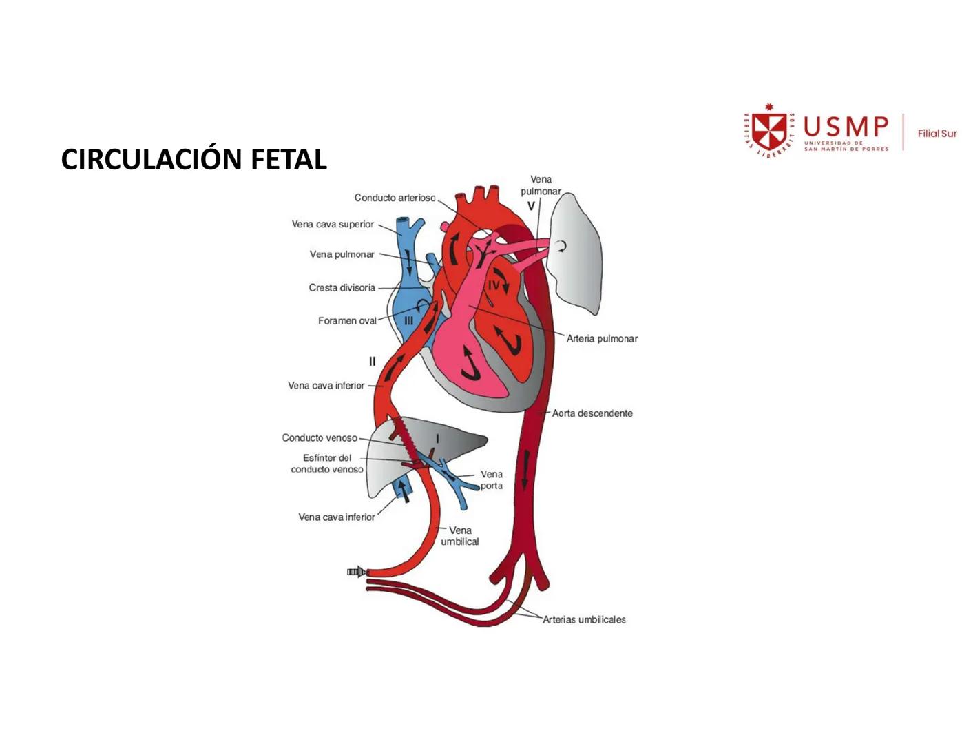VERITAS
\/BERABITVOS
USMP
UNIVERSIDAD DE SAN MARTIN DE PORRES
FILIAL SUR
PERIODO 2025-1 # SISTEMAS CARDIACO Y RESPIRATORIO
Docente: Mg. Bio